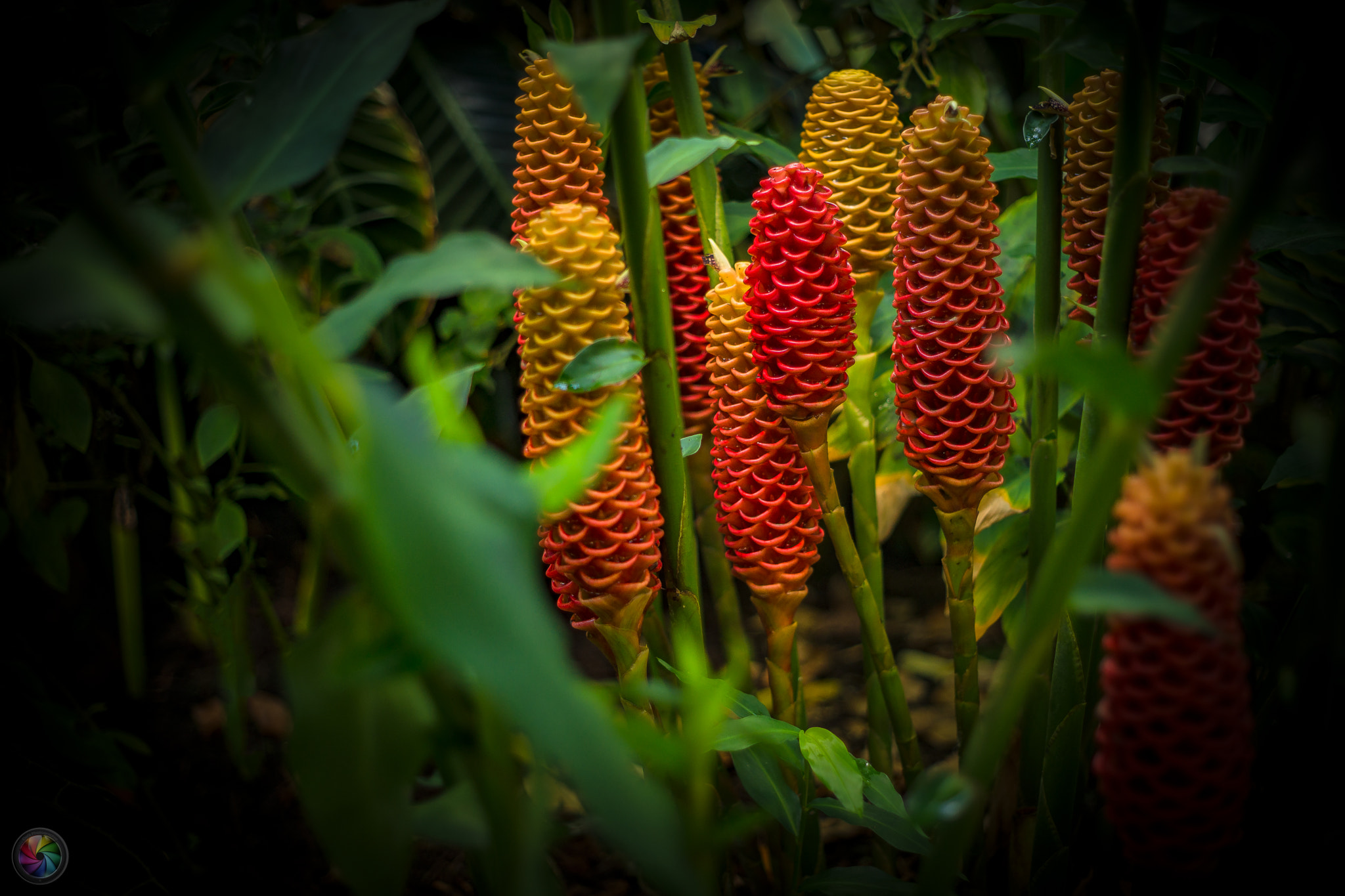 Sony a99 II sample photo. Botanischen gartens st.gallen - 80 photography