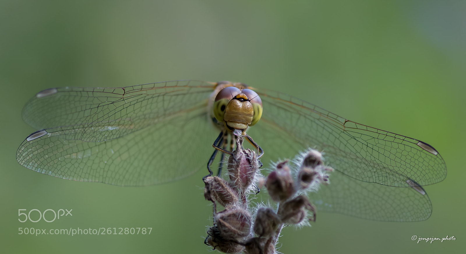 Pentax K-S2 sample photo. Dragonfly photography