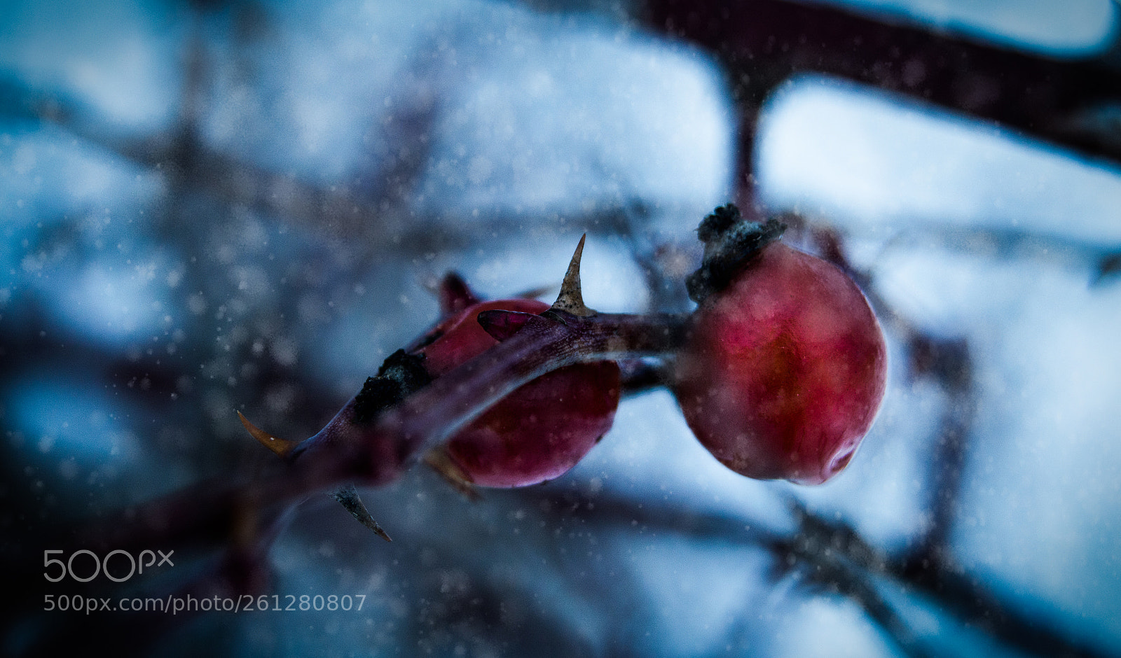 Nikon D3200 sample photo. Surviving winter photography