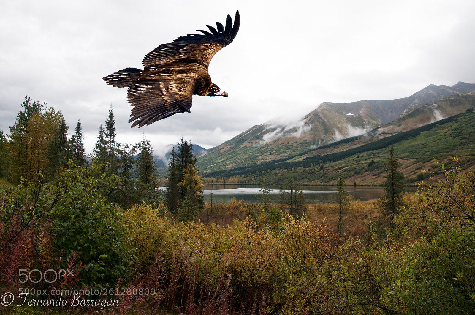 Nikon D300S sample photo. Buitre en vuelo photography