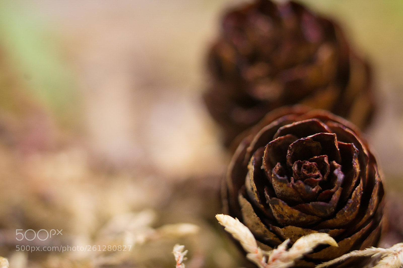 Sony a6000 sample photo. Blossoming photography