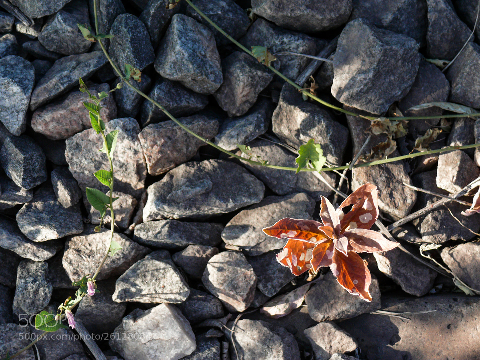 Panasonic DMC-FZ50 sample photo. Life photography