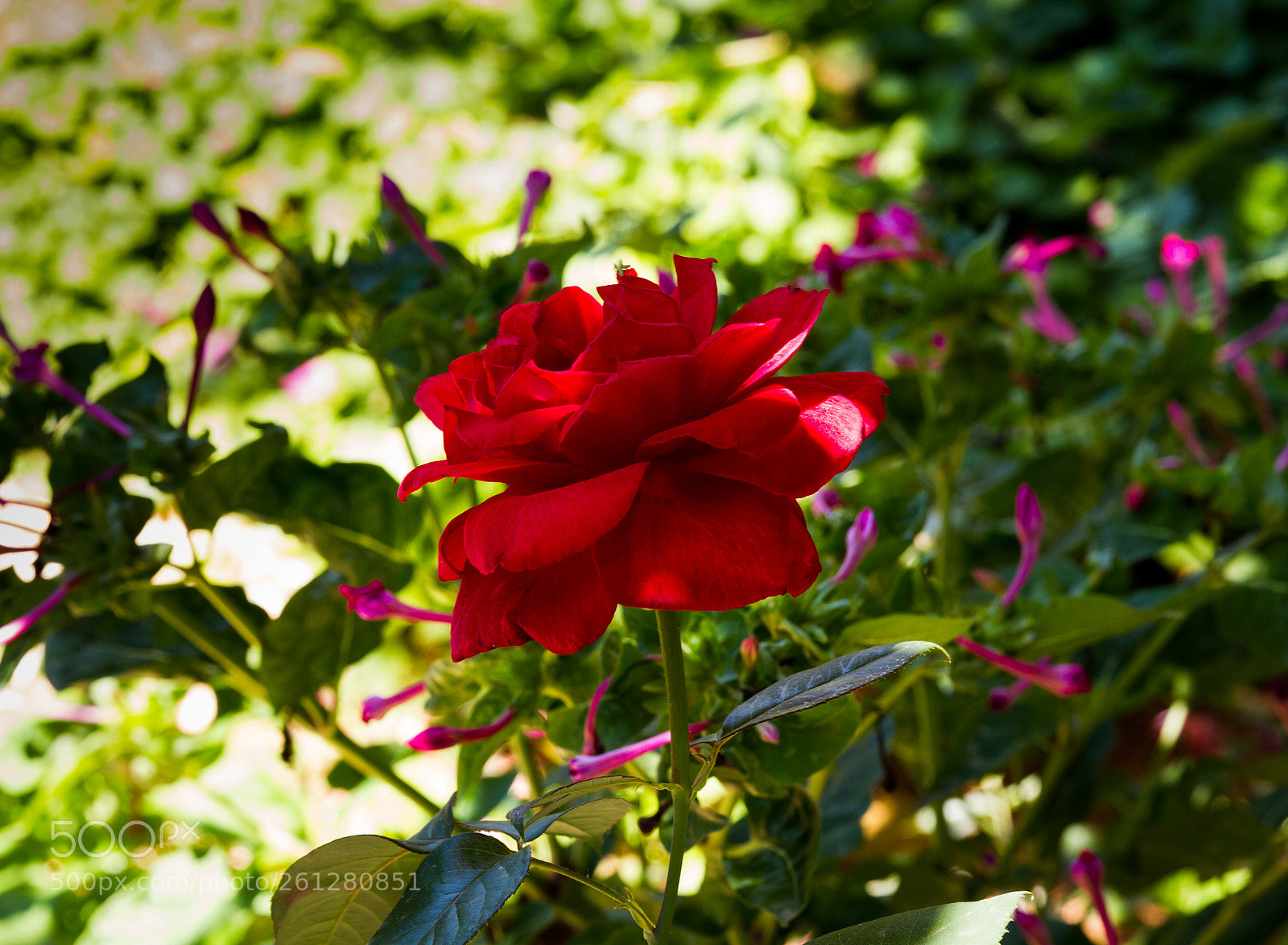 Canon EOS 7D sample photo. A rose.. any thoughts? photography