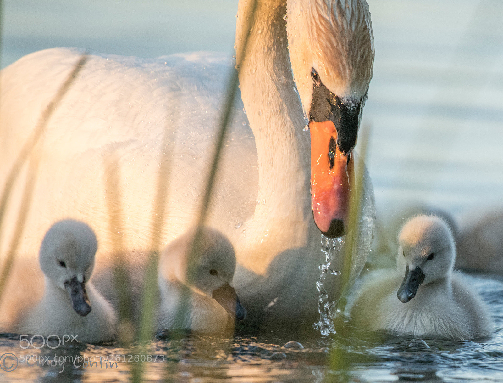 Nikon D850 sample photo. Mom with her babies photography