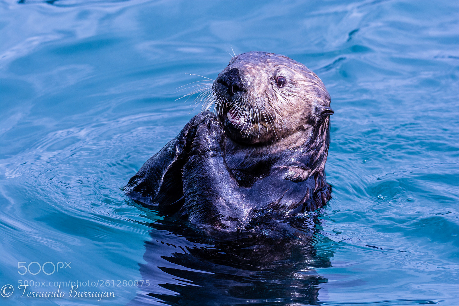 Nikon D7100 sample photo. Nutria rezandp photography