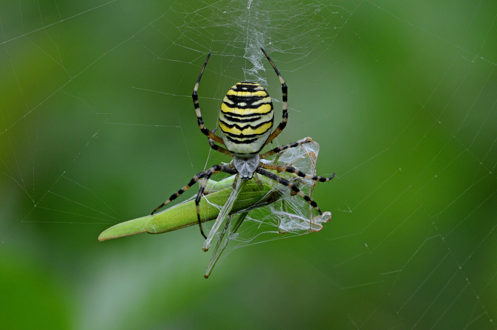 Sigma APO Macro 180mm F3.5 EX DG HSM sample photo. Zebraspinne mit beute photography