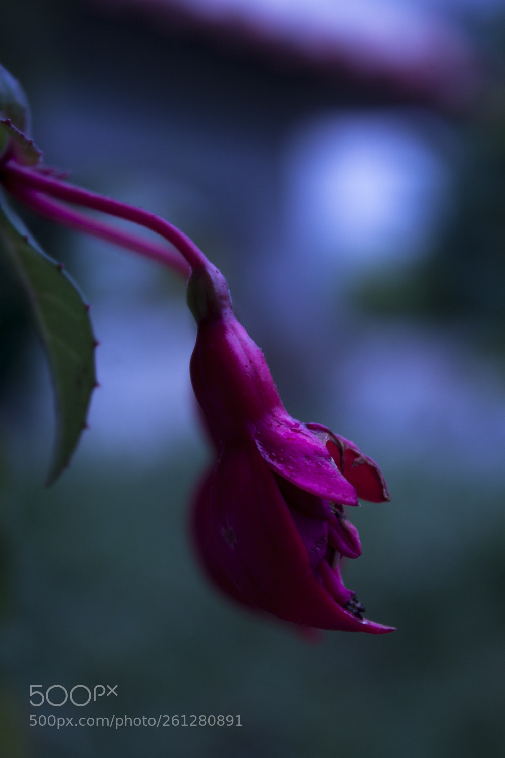 Canon EOS 500D (EOS Rebel T1i / EOS Kiss X3) sample photo. Pink flower photography