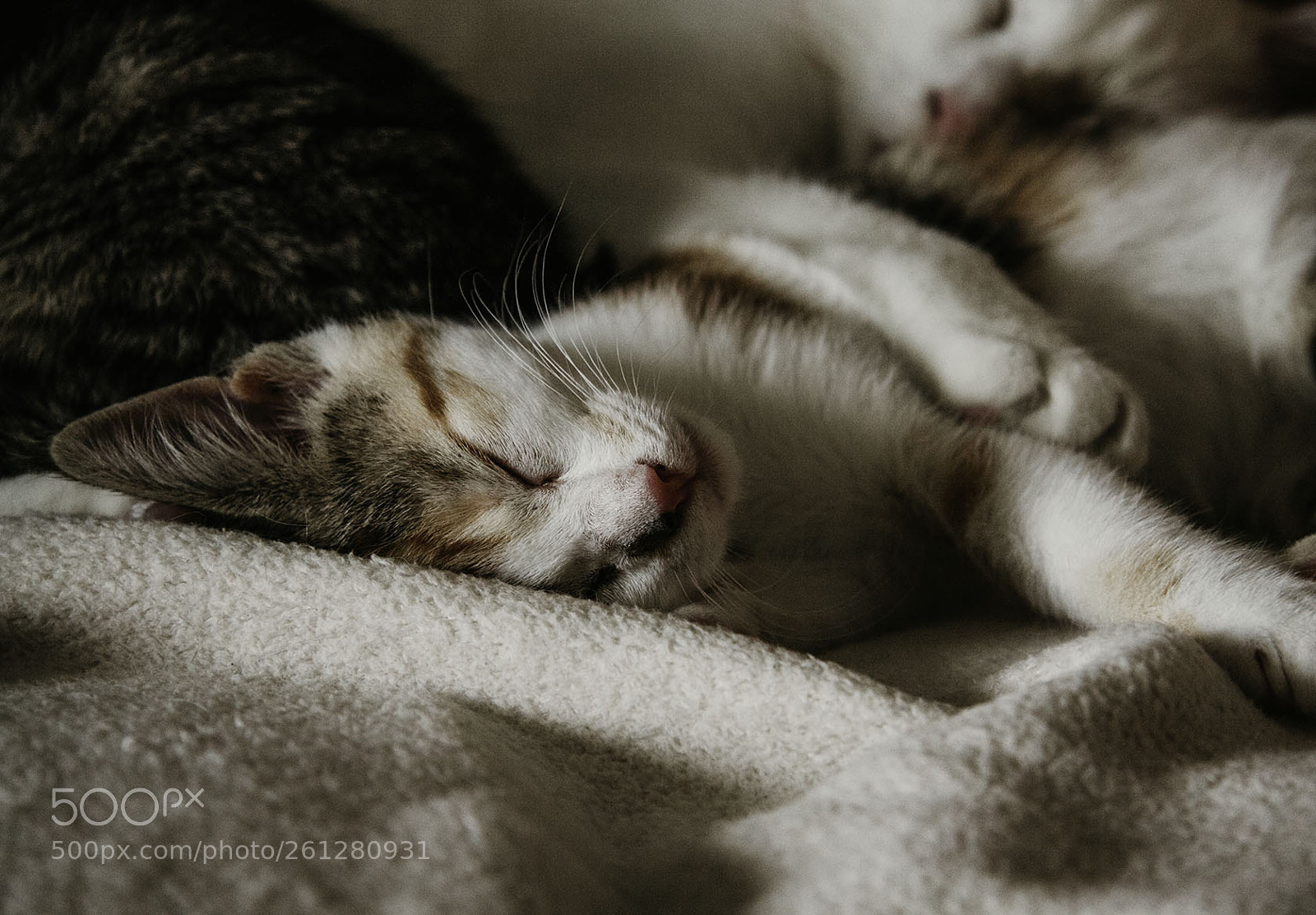 Canon EOS 50D sample photo. Prism and the cuddle photography