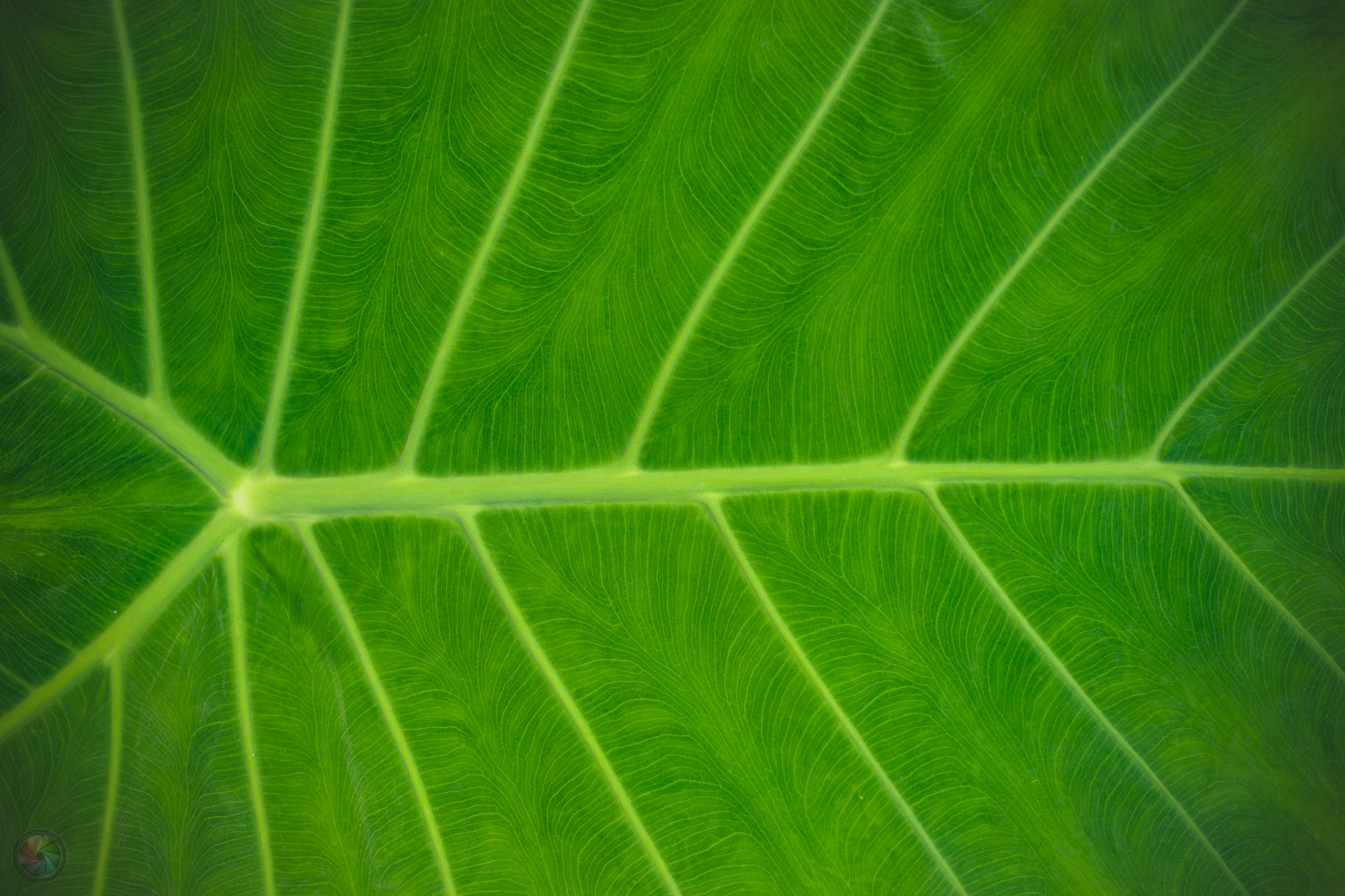 Sony a99 II sample photo. Botanischen gartens st.gallen - 82 photography