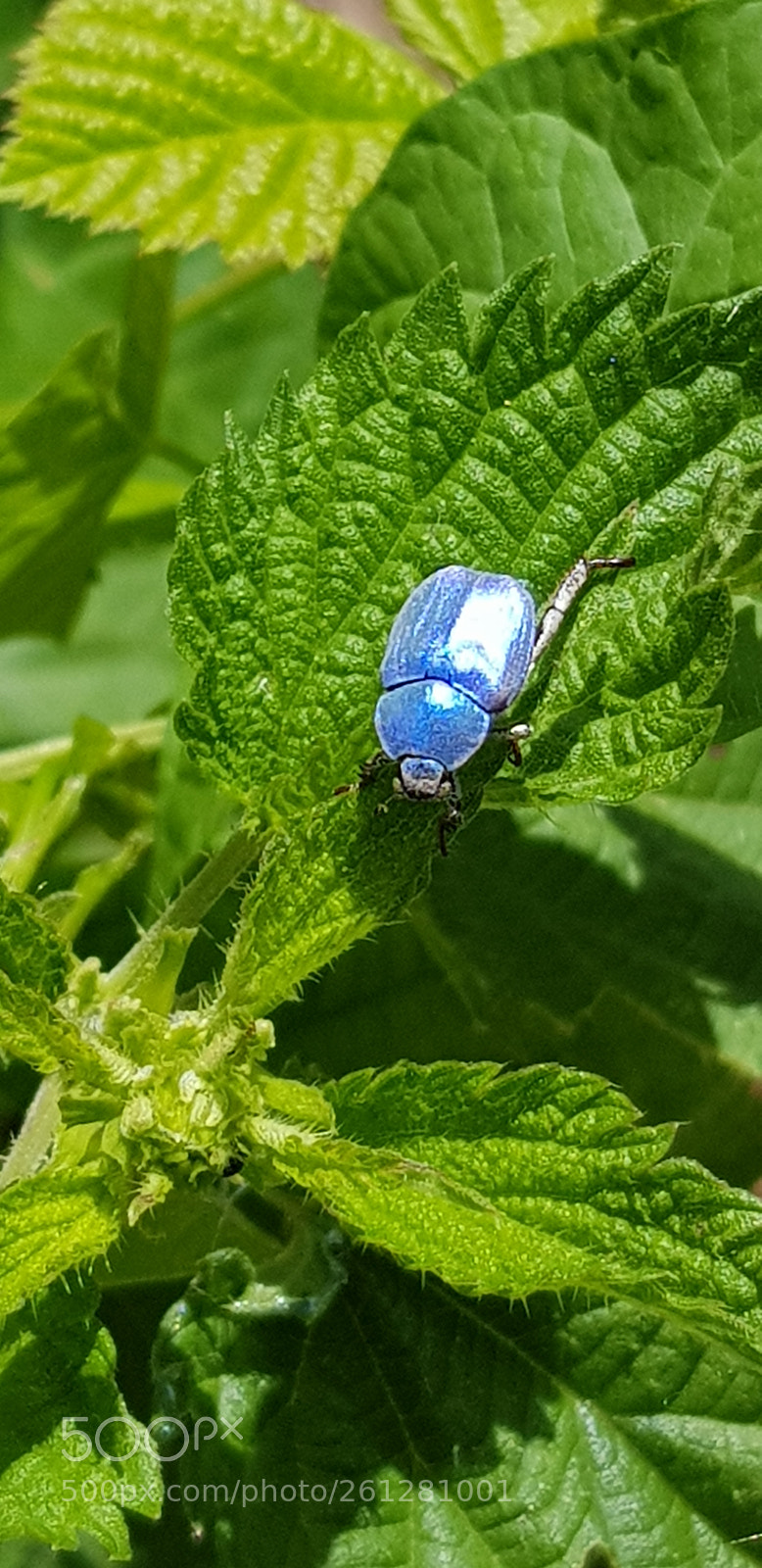 Samsung Galaxy S8 sample photo. L'hoplie bleue photography