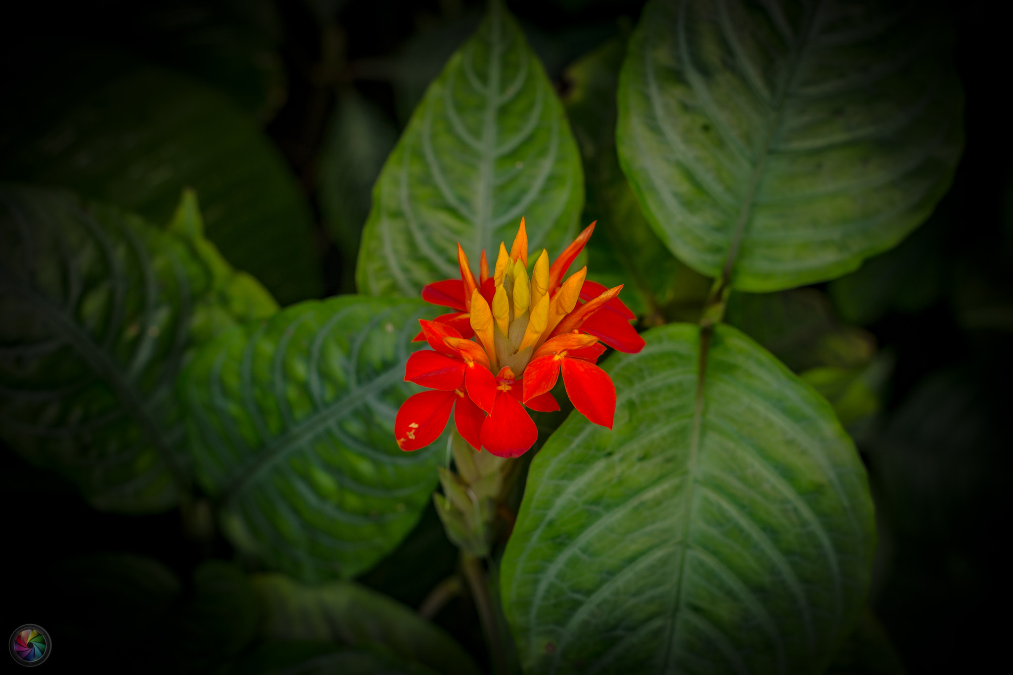 Sony a99 II sample photo. Botanischen gartens st.gallen - 83 photography