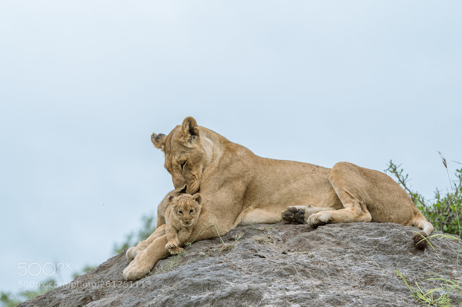 Nikon D500 sample photo. Lioness_baby.jpg photography