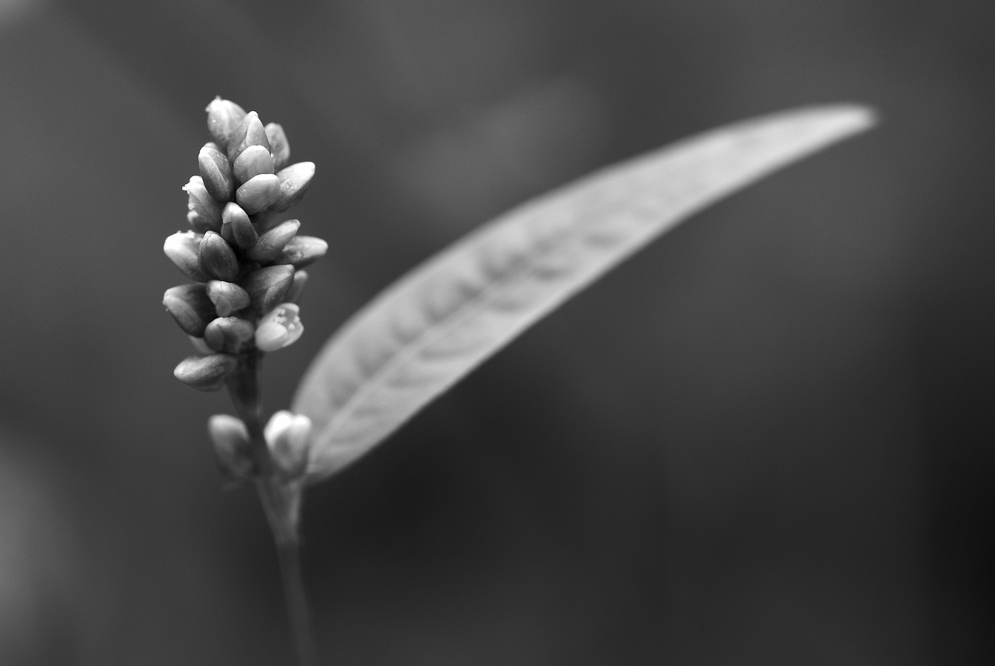 Sony SLT-A65 (SLT-A65V) + Tamron SP AF 90mm F2.8 Di Macro sample photo. Flower and leaf photography