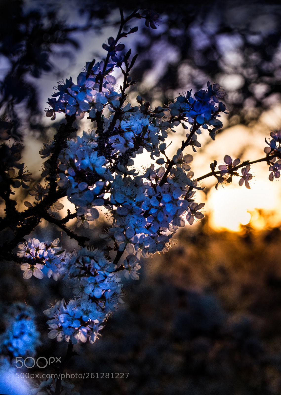 Nikon D3200 sample photo. Spring sunset photography