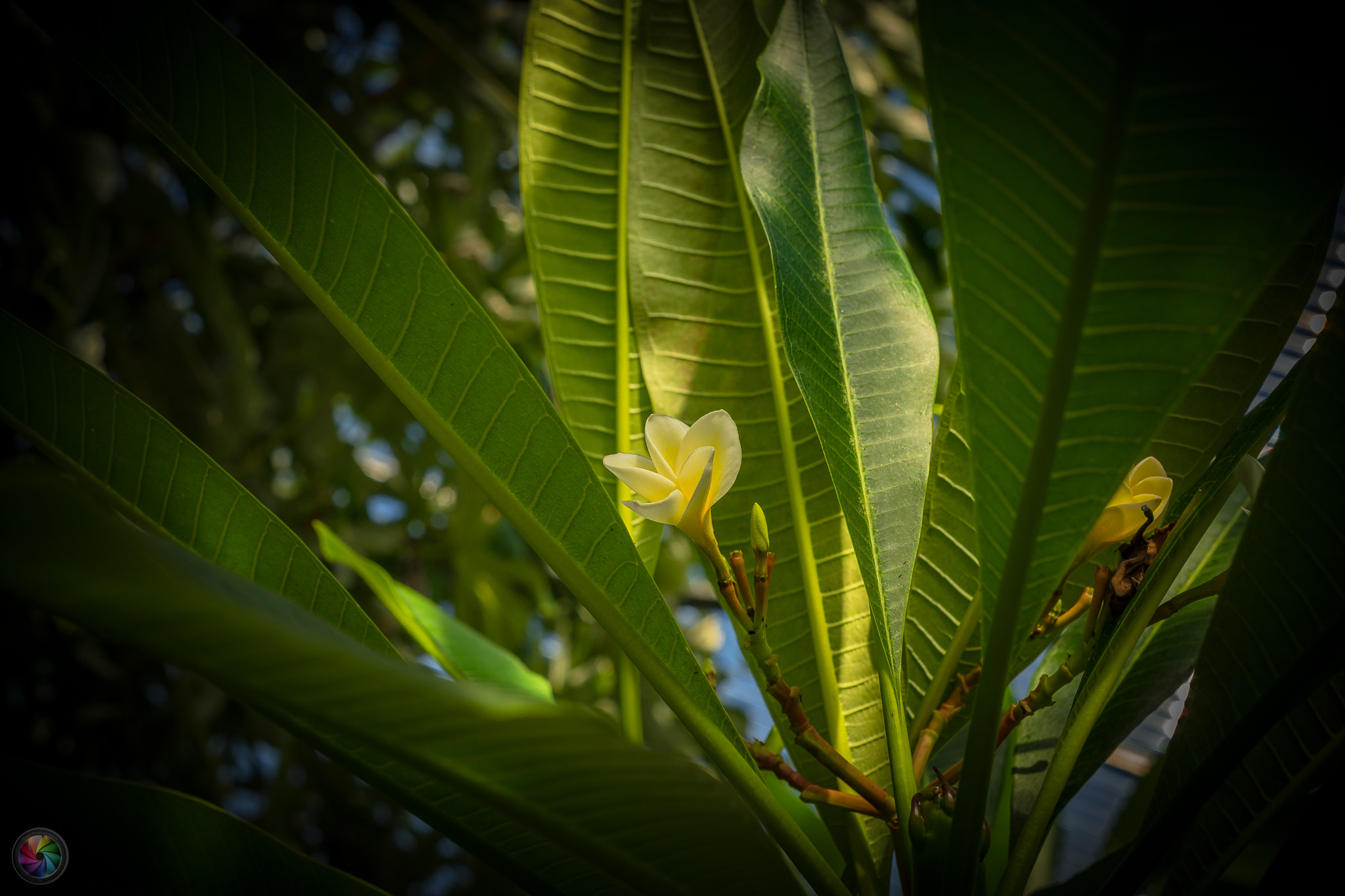 Sony a99 II sample photo. Botanischen gartens st.gallen - 84 photography