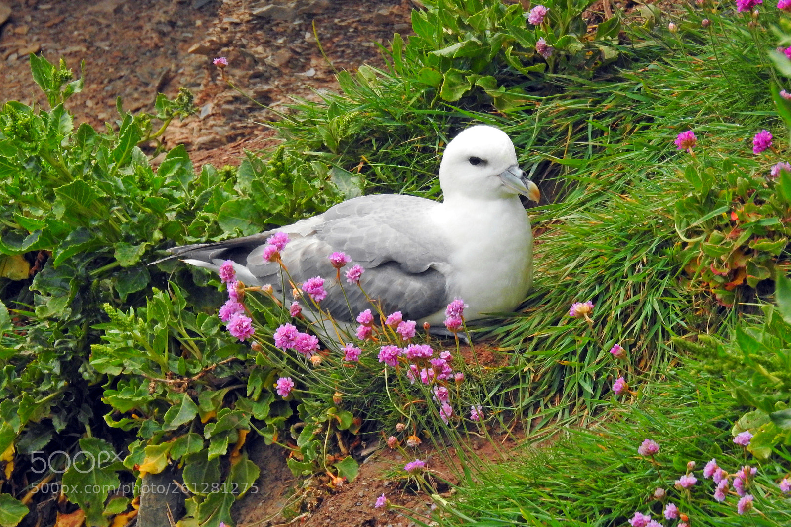 Nikon Coolpix P900 sample photo. Fulmar photography