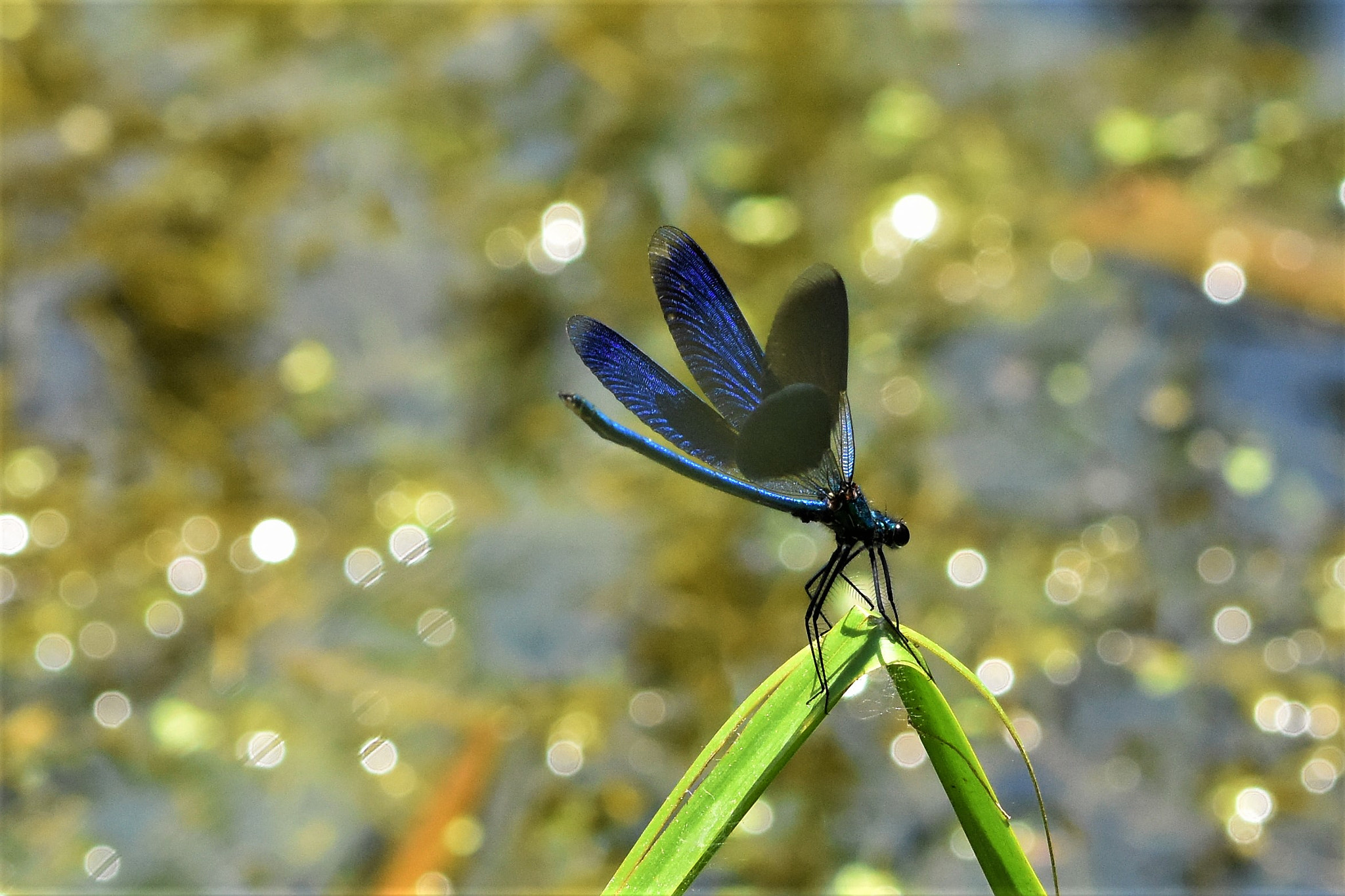 Sigma 105mm F2.8 EX DG OS HSM sample photo. Dragonflower photography