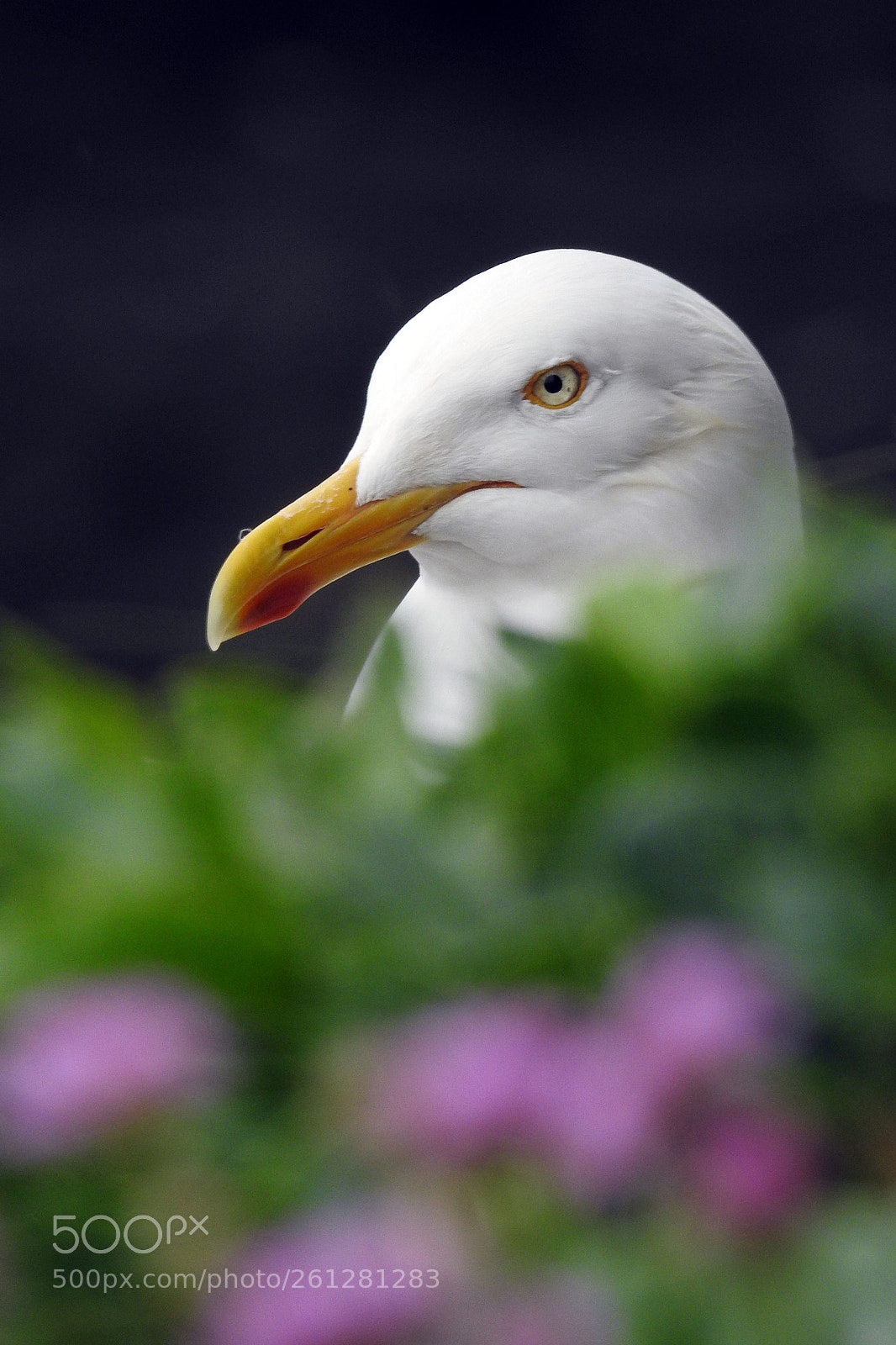 Nikon Coolpix P900 sample photo. Herring gull photography