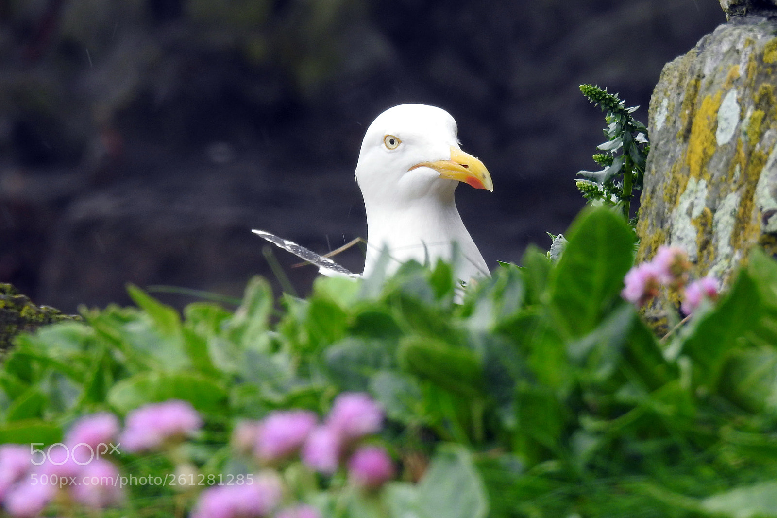 Nikon Coolpix P900 sample photo. Herring gull on looe photography