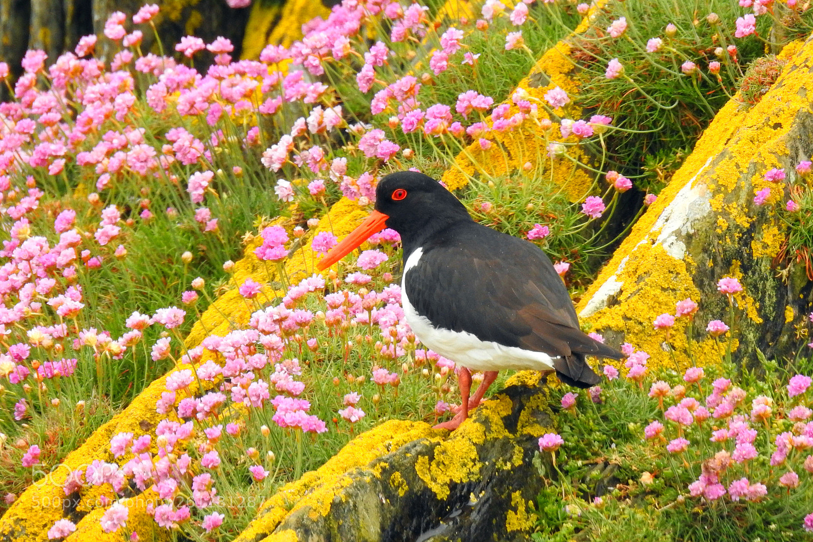 Nikon Coolpix P900 sample photo. Oyster catcher on looe photography