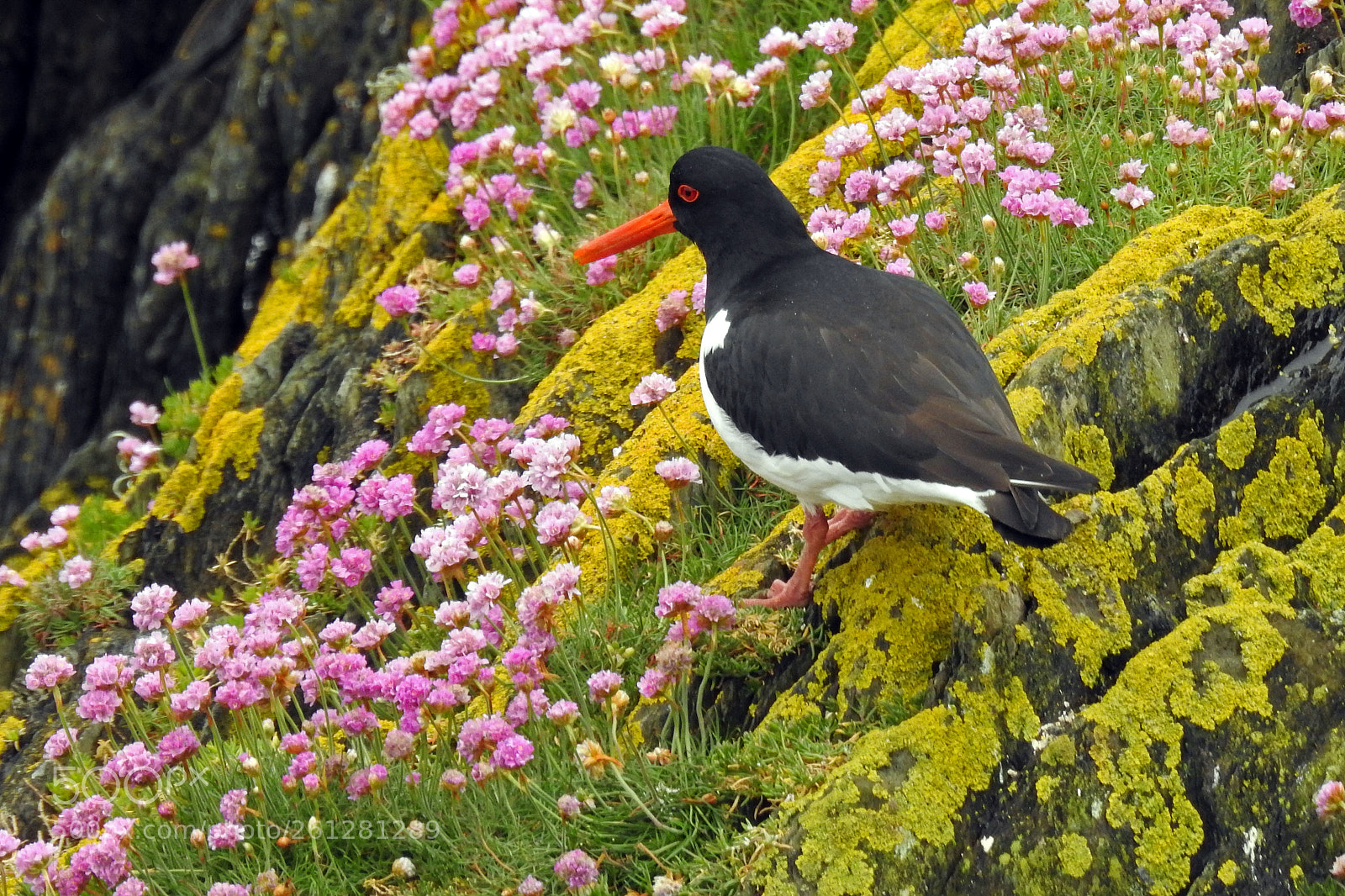 Nikon Coolpix P900 sample photo. Oyster catcher photography