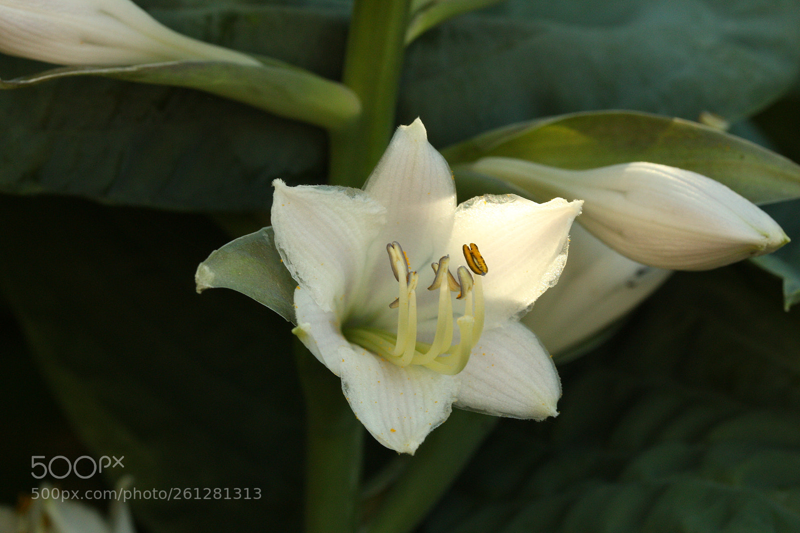 Canon EF-S 60mm F2.8 Macro USM sample photo. Evolved beauty 01 photography