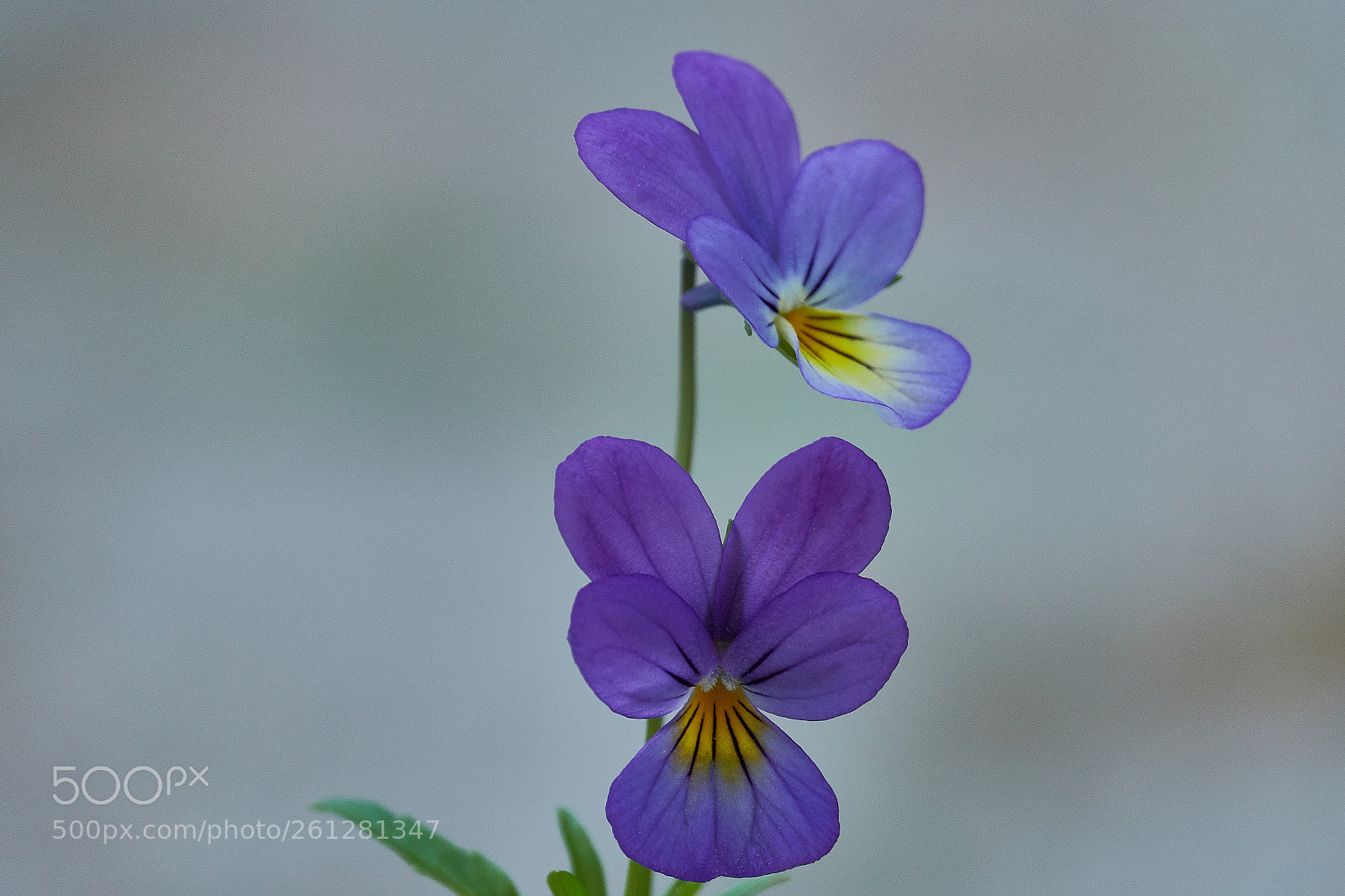 Sony Cyber-shot DSC-RX10 IV sample photo. Viola tricolor photography