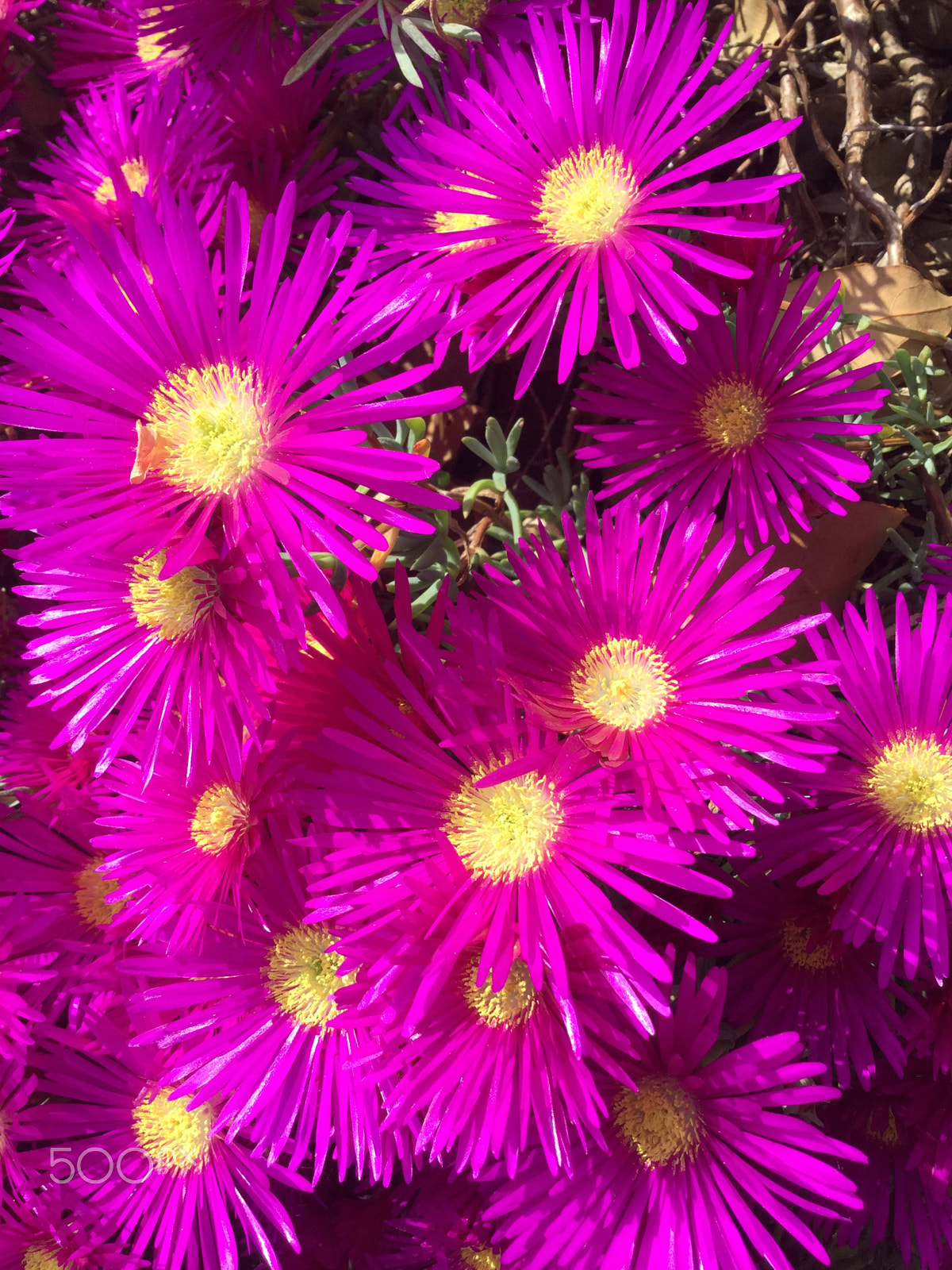 Apple iPod touch sample photo. Beautiful ice plants photography