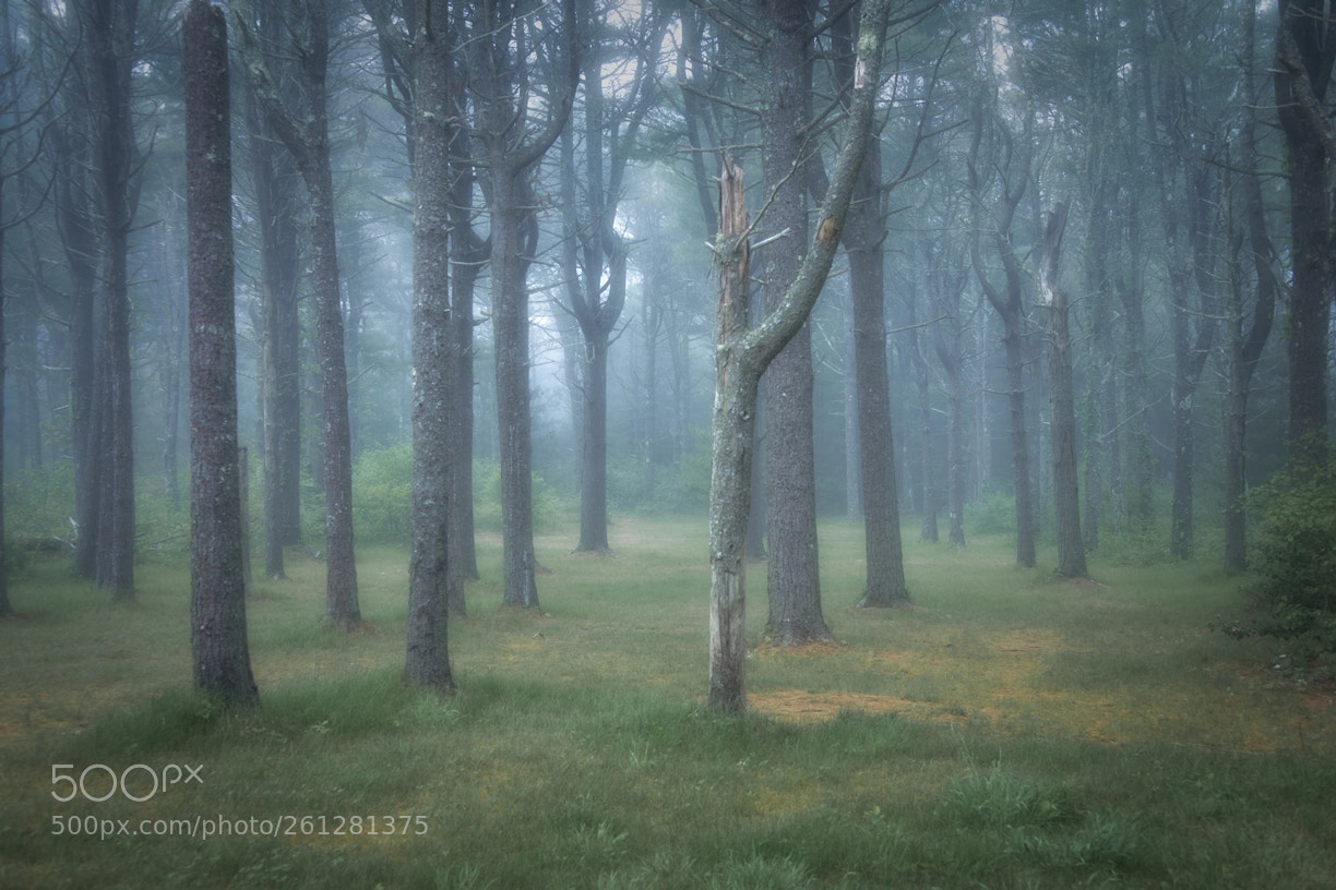 Nikon D800 sample photo. Misty woods photography