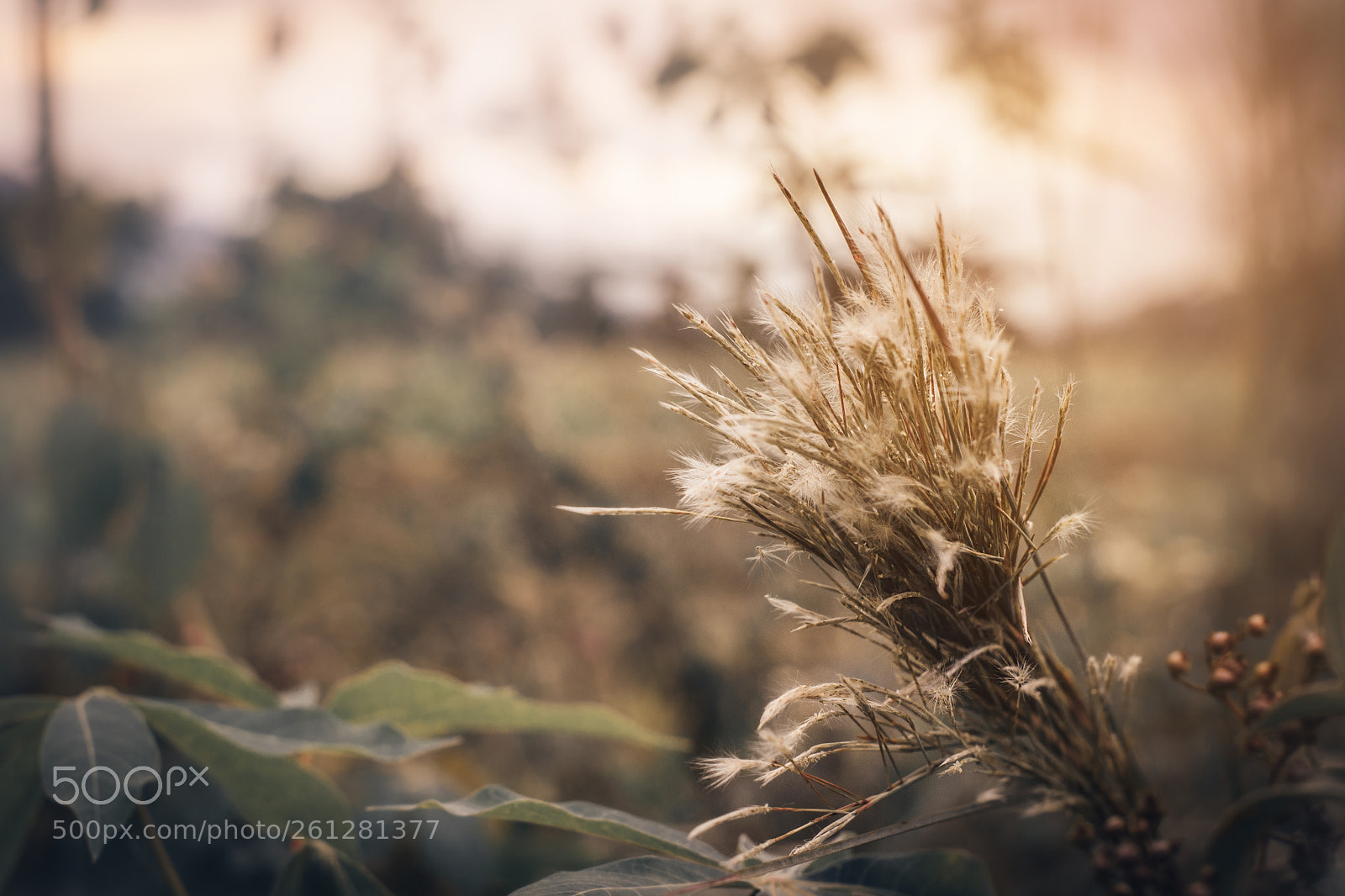 Nikon D5300 sample photo. Morning photography
