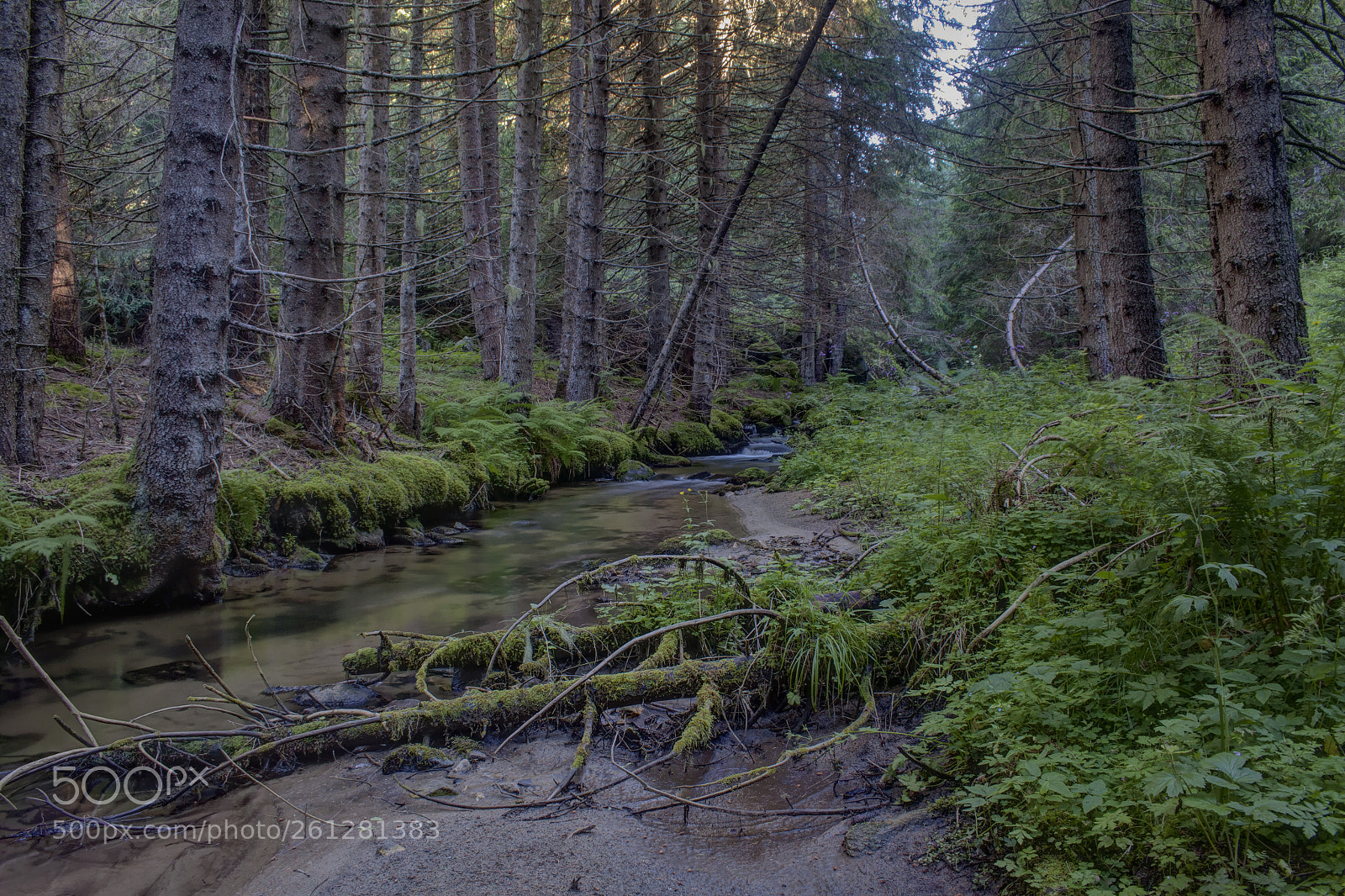 Canon EOS 50D sample photo. Elatia forest photography