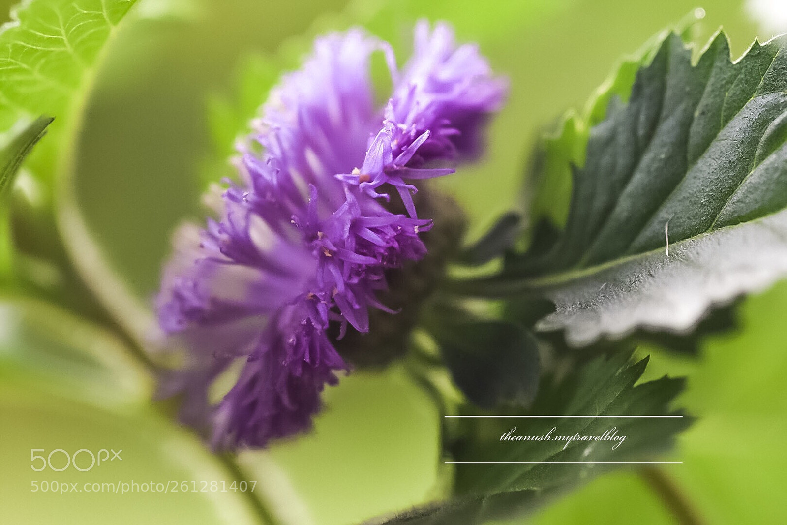 Nikon D7200 sample photo. Macro moments  photography