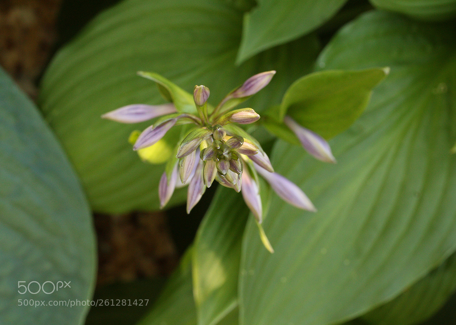 Canon EOS 700D (EOS Rebel T5i / EOS Kiss X7i) sample photo. Evolving beauty (part two) photography