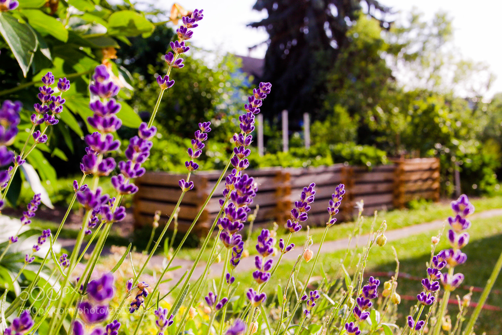 Canon EOS 600D (Rebel EOS T3i / EOS Kiss X5) sample photo. Lavender 1 photography