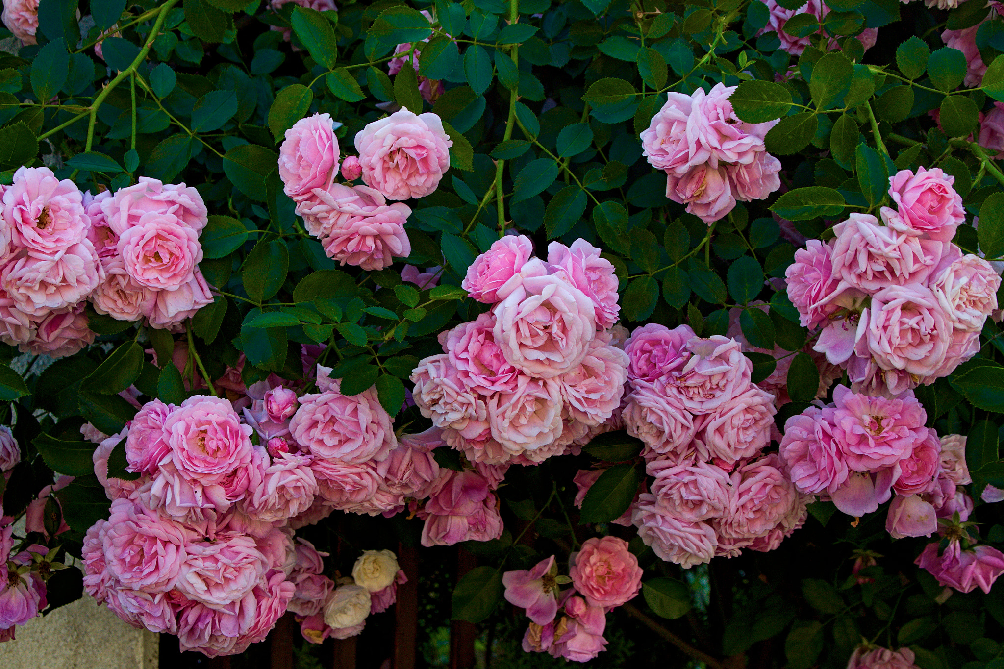 Canon EOS 50D + Canon TS-E 90mm F2.8 Tilt-Shift sample photo. Pink roses photography