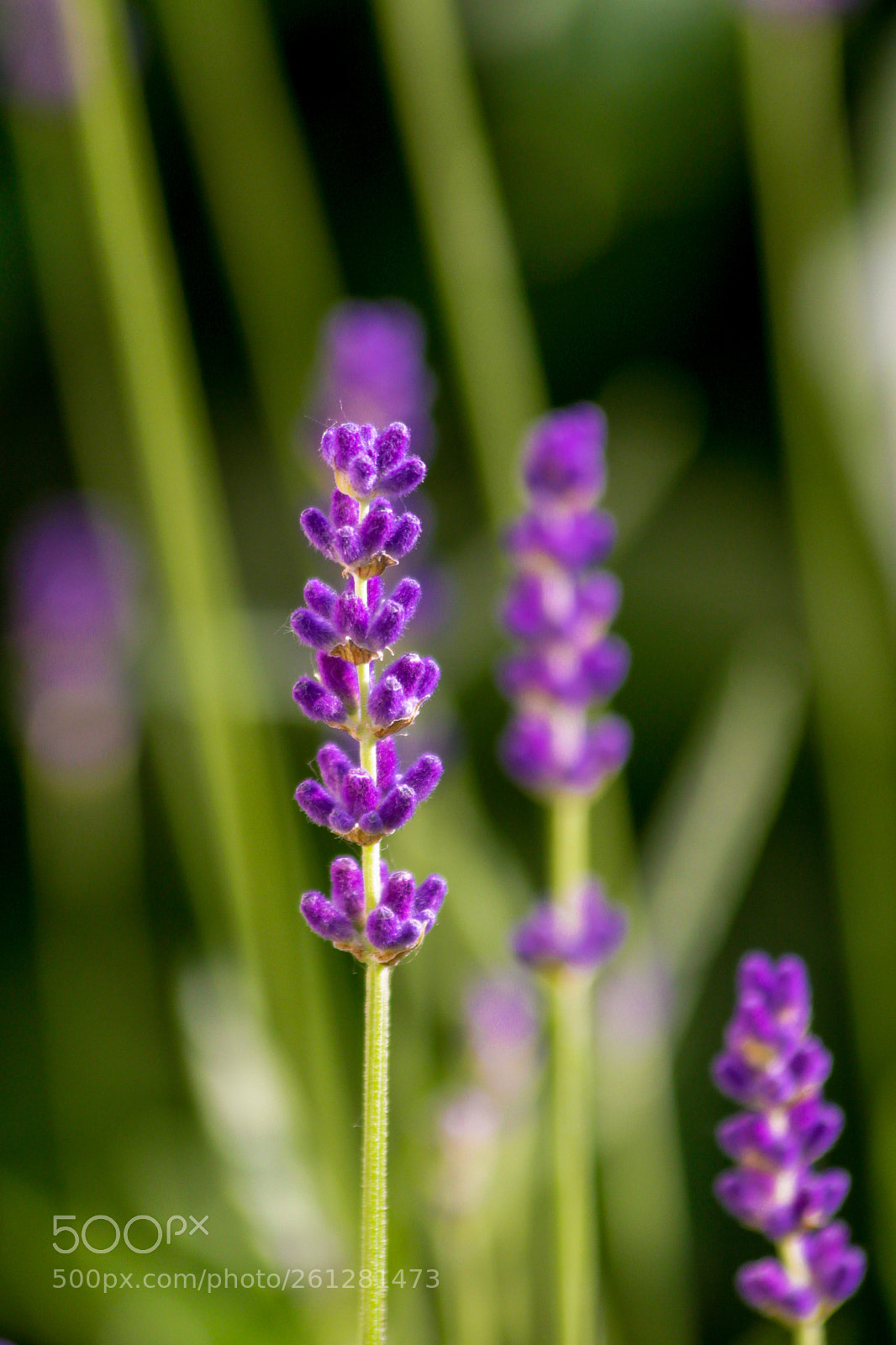 Canon EOS 600D (Rebel EOS T3i / EOS Kiss X5) sample photo. Lavender 2 photography
