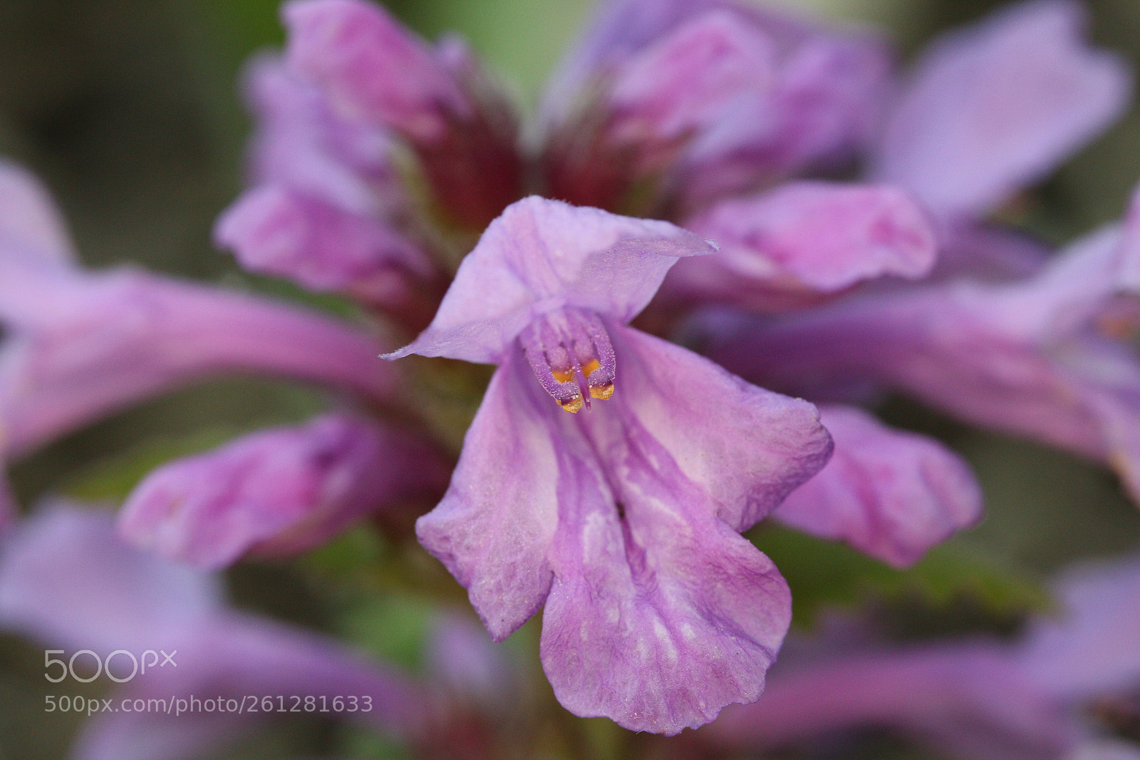 Canon EF-S 60mm F2.8 Macro USM sample photo. Pink and more pink photography