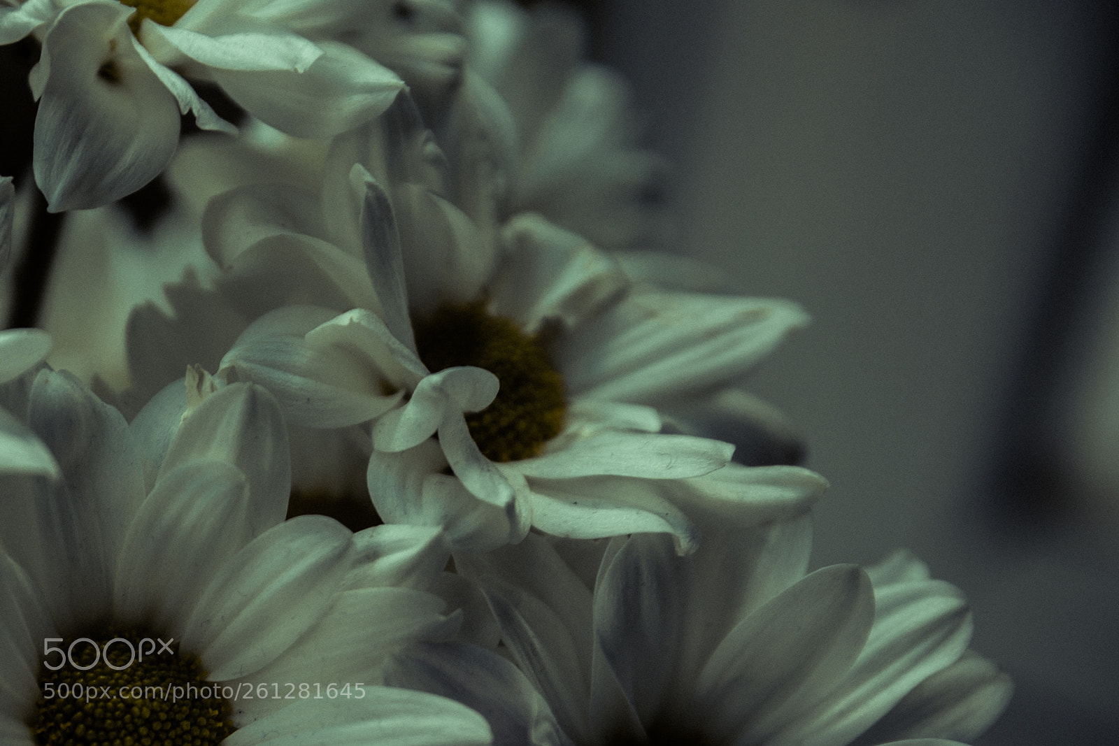 Canon EOS 6D sample photo. Chrysanthemum photography