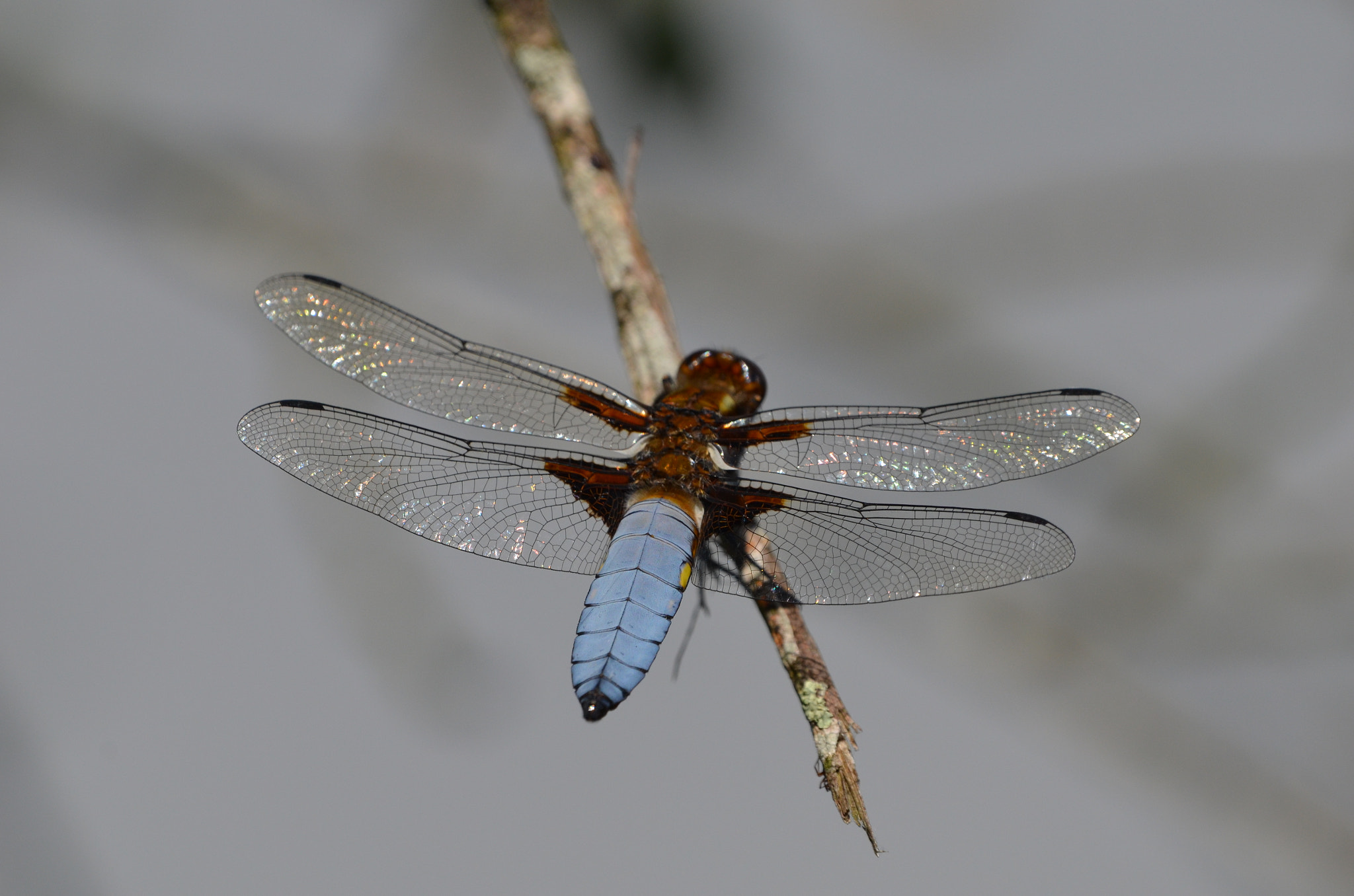 Nikon D5100 + Sigma 150-600mm F5-6.3 DG OS HSM | C sample photo. Libellule deprimee photography