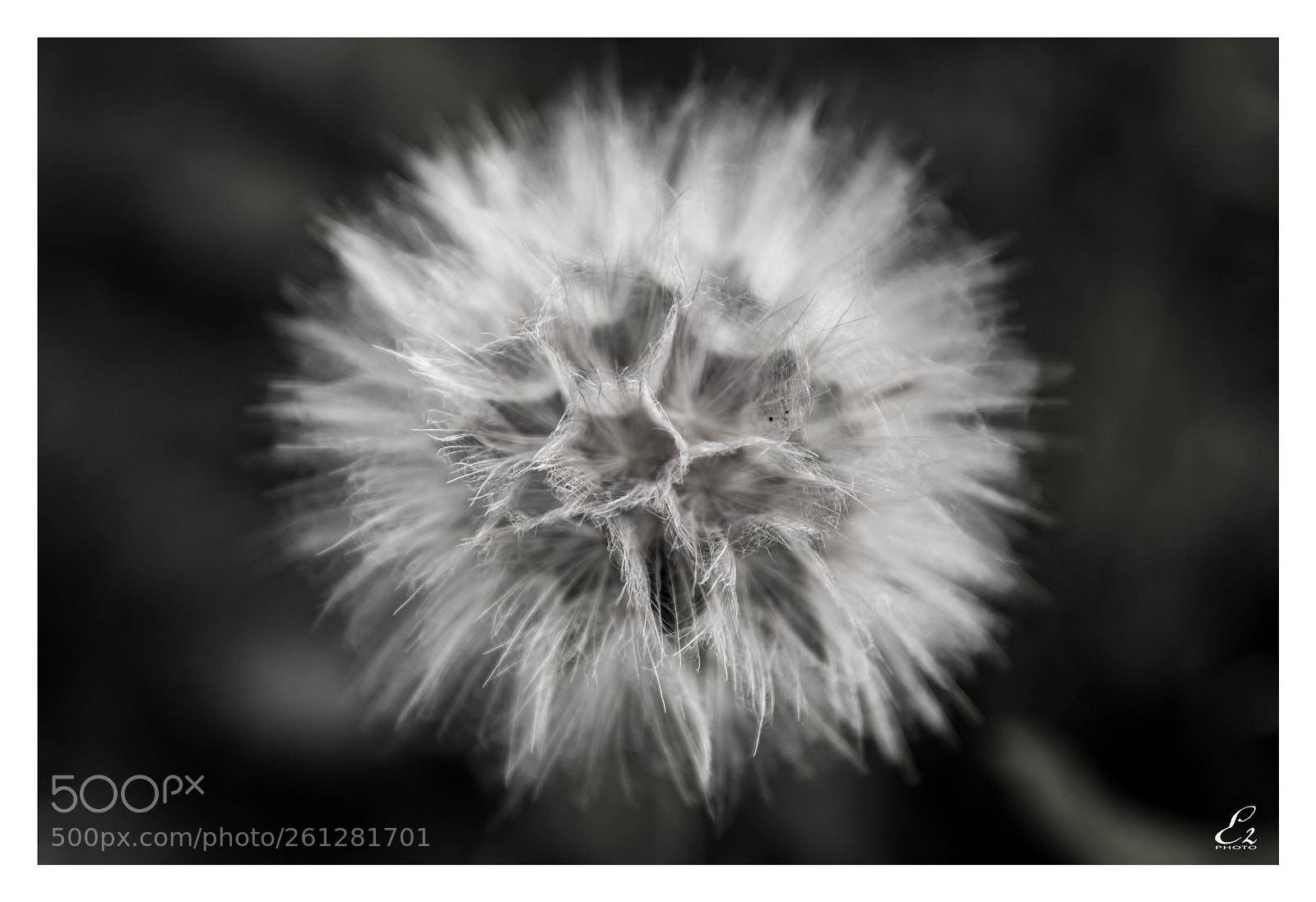 Canon EOS 80D sample photo. Dandelion proxy 2 photography