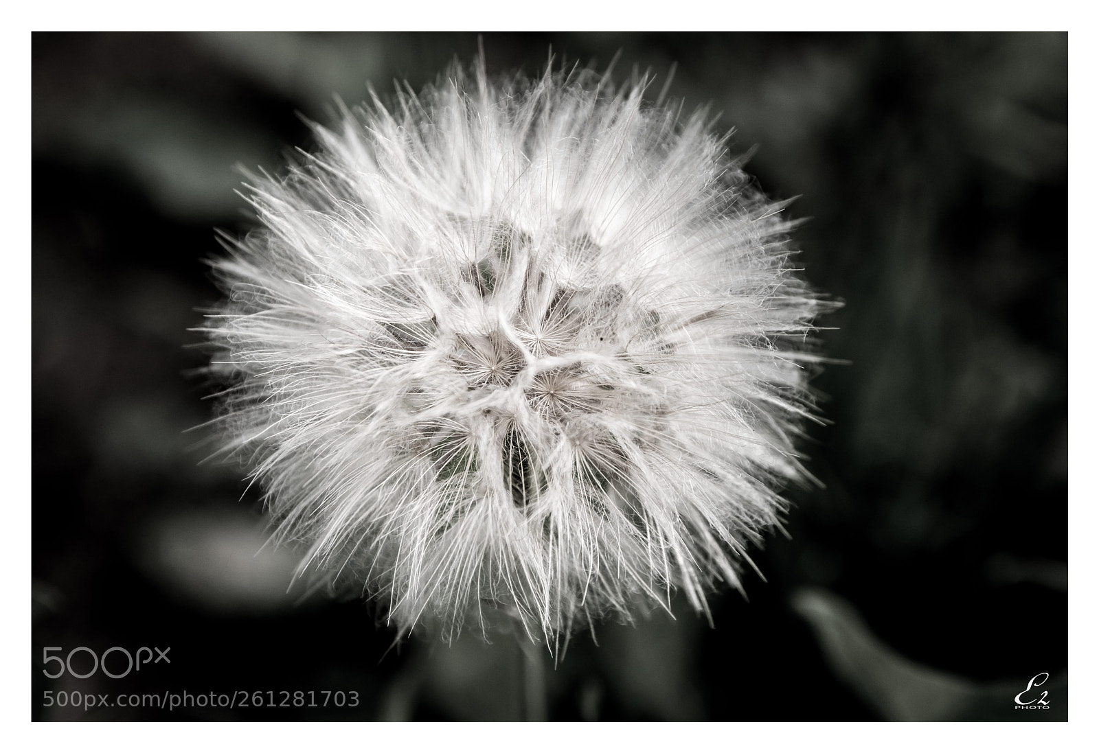 Canon EOS 80D sample photo. Dandelion proxy 1 photography