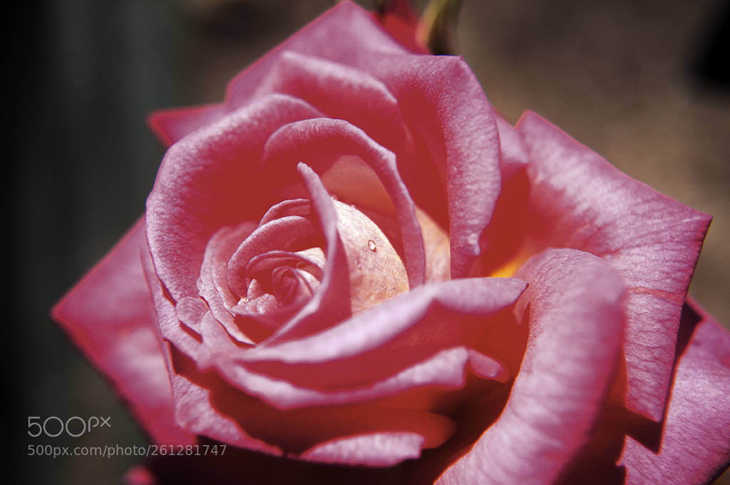 Nikon D700 sample photo. A drop photography