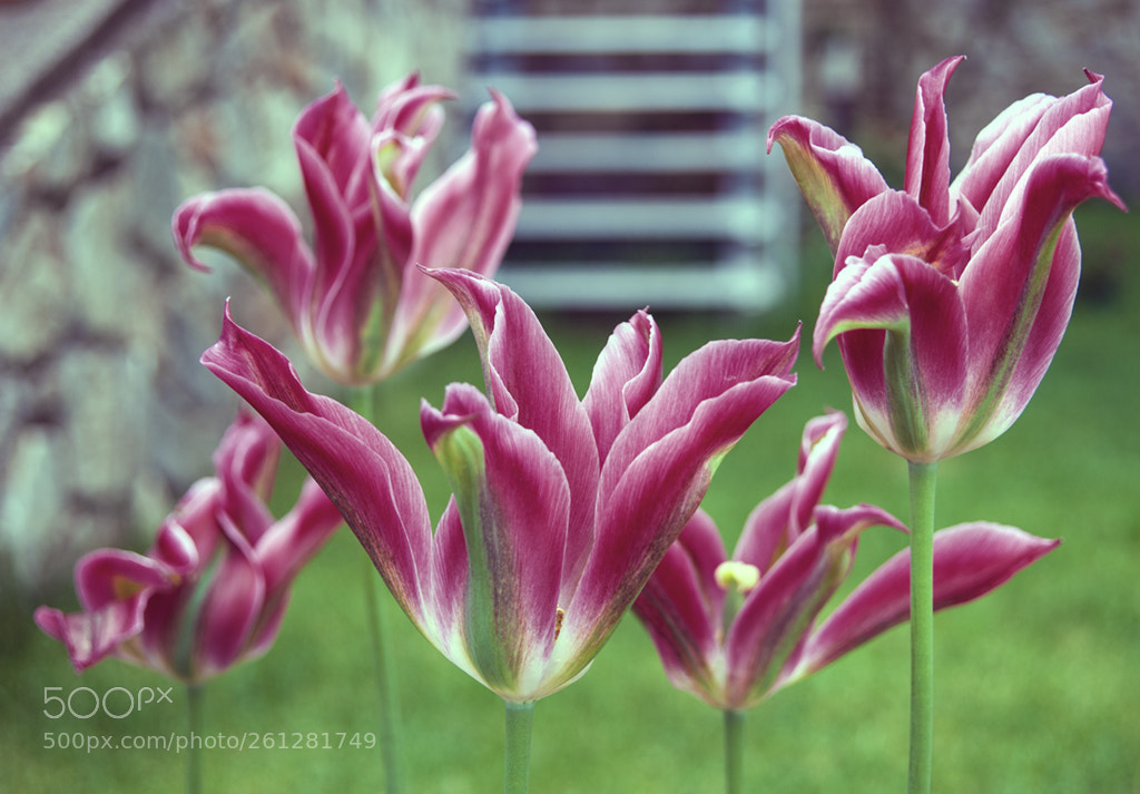 Nikon D700 sample photo. Colorful tulips photography