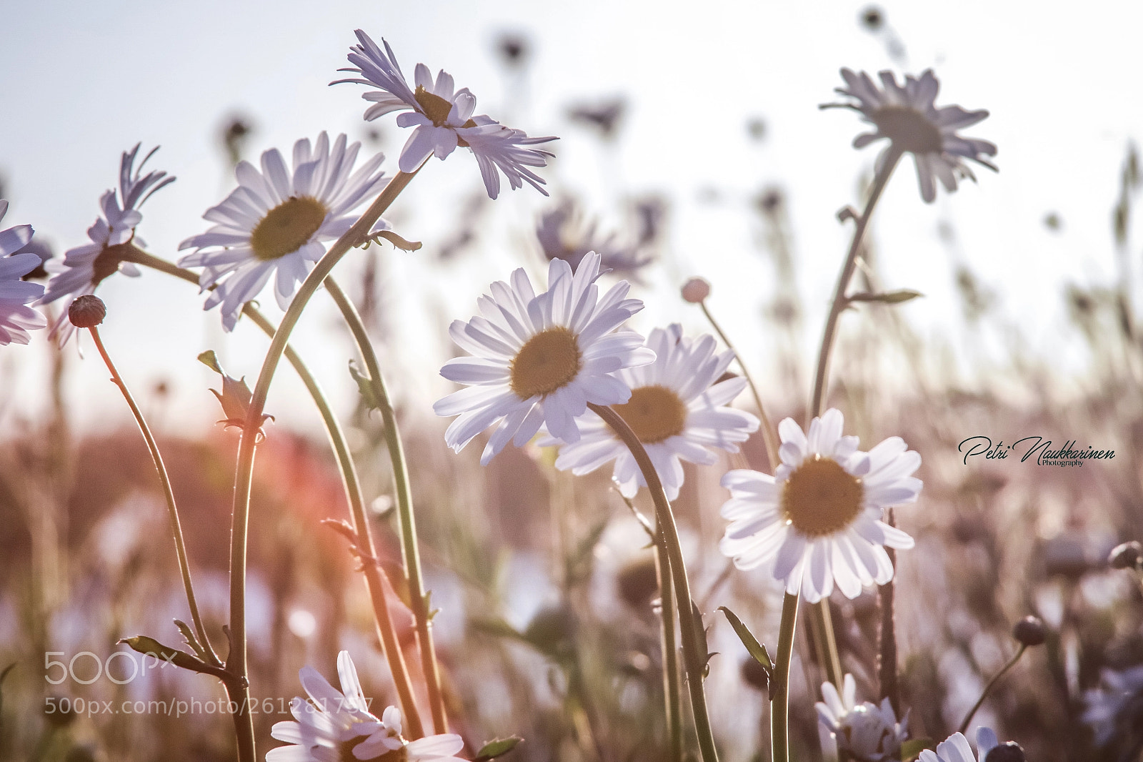 Canon EOS 7D Mark II sample photo. Summer photography