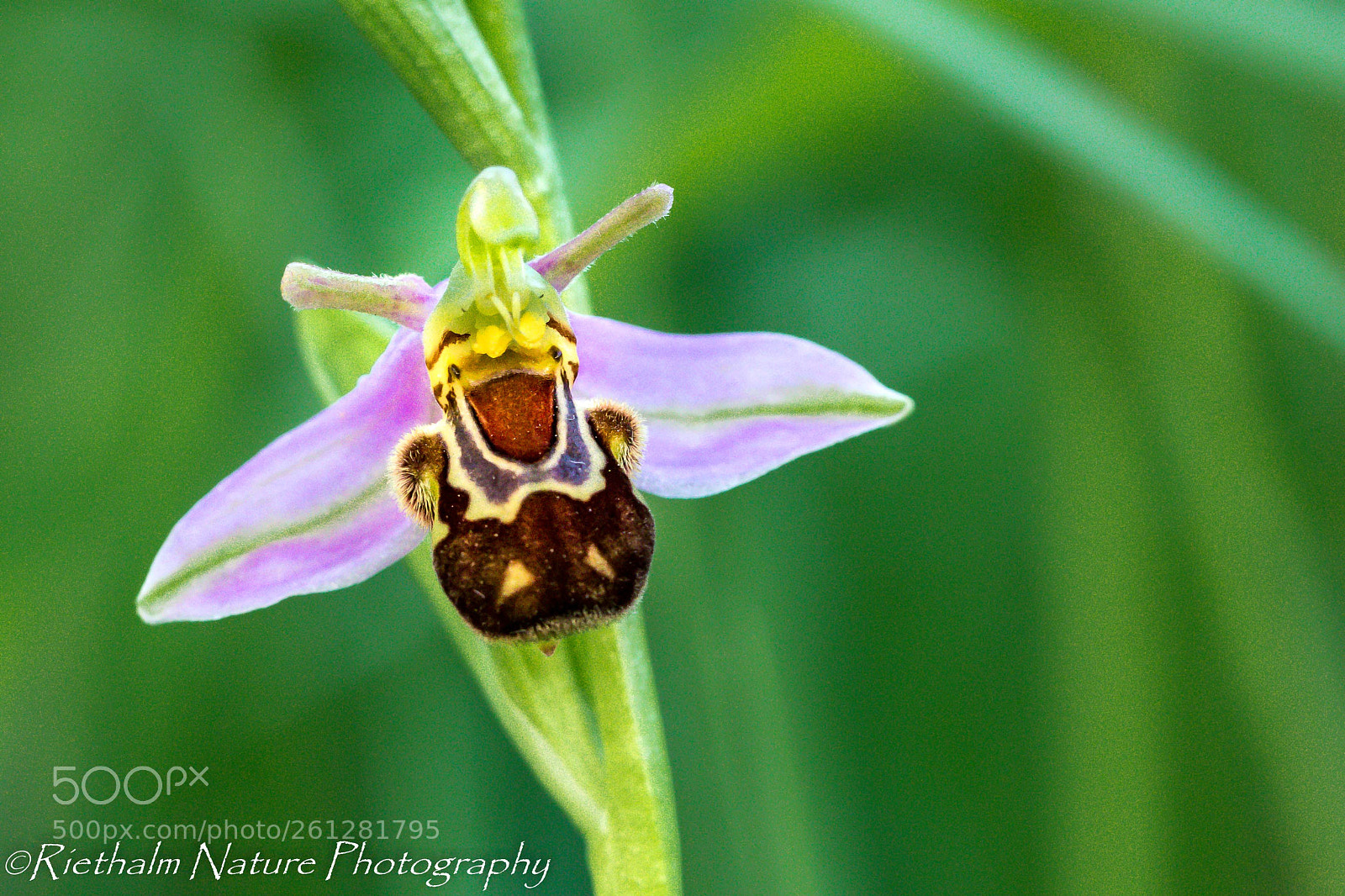 Canon EOS 7D Mark II sample photo. Bijenorchis/ bee orchid photography