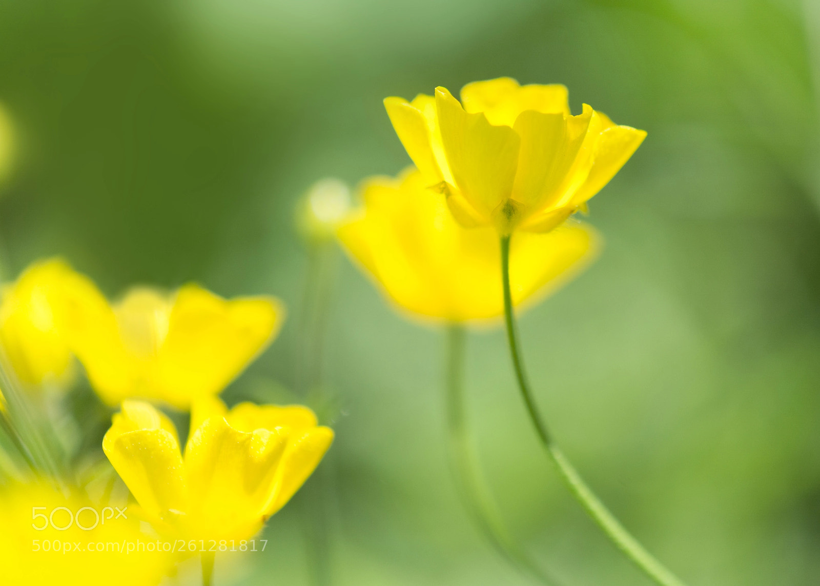 Nikon D7100 sample photo. Buttercups shining like the photography