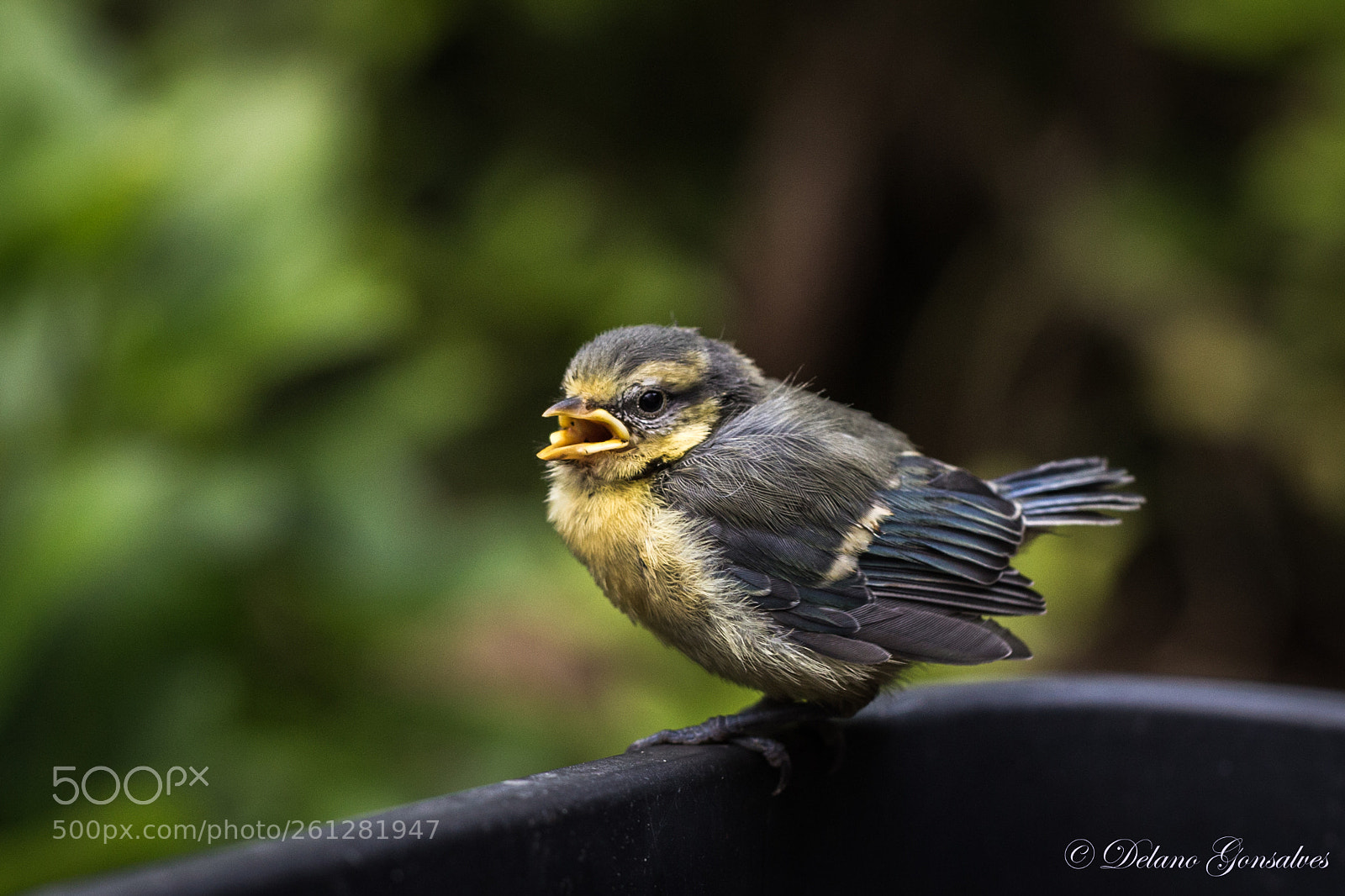 Canon EOS 6D sample photo. Young bird photography