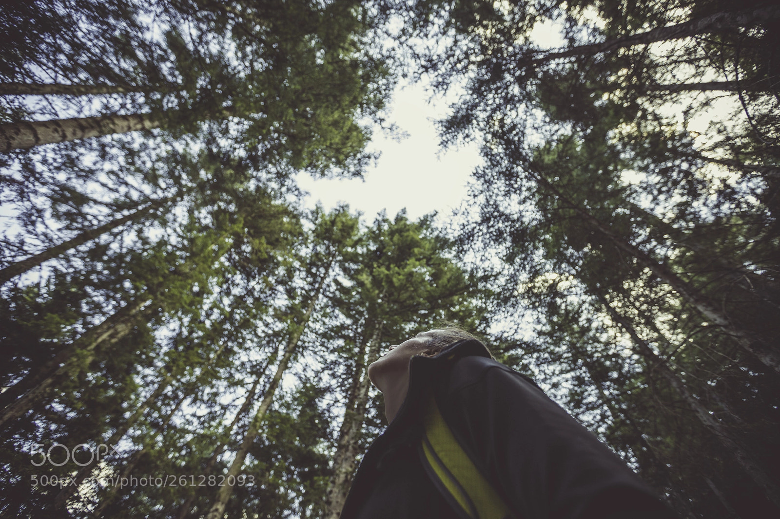 Canon EOS 6D Mark II sample photo. Look up at the photography