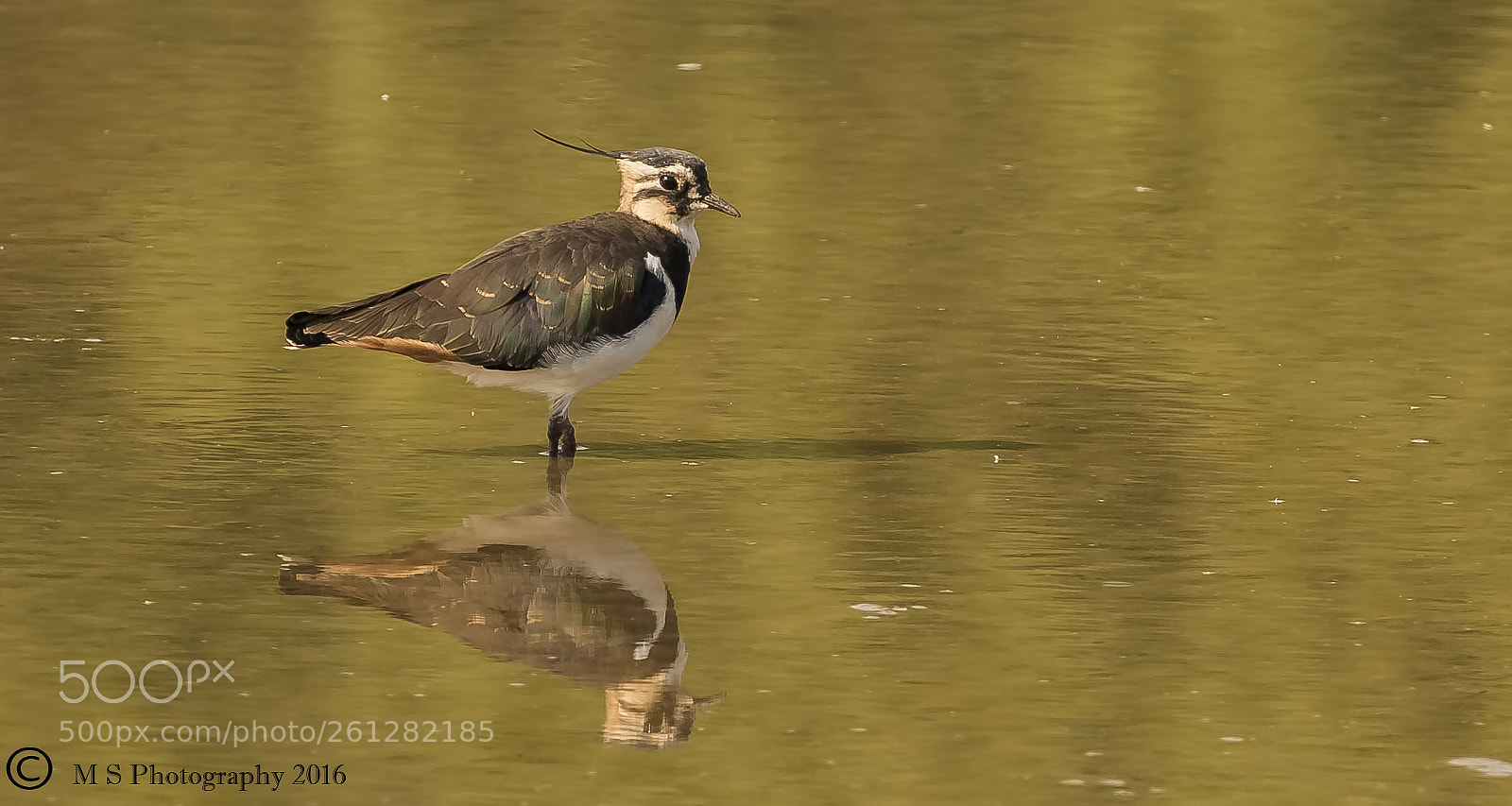 Canon EOS 7D Mark II sample photo. Lapwing photography