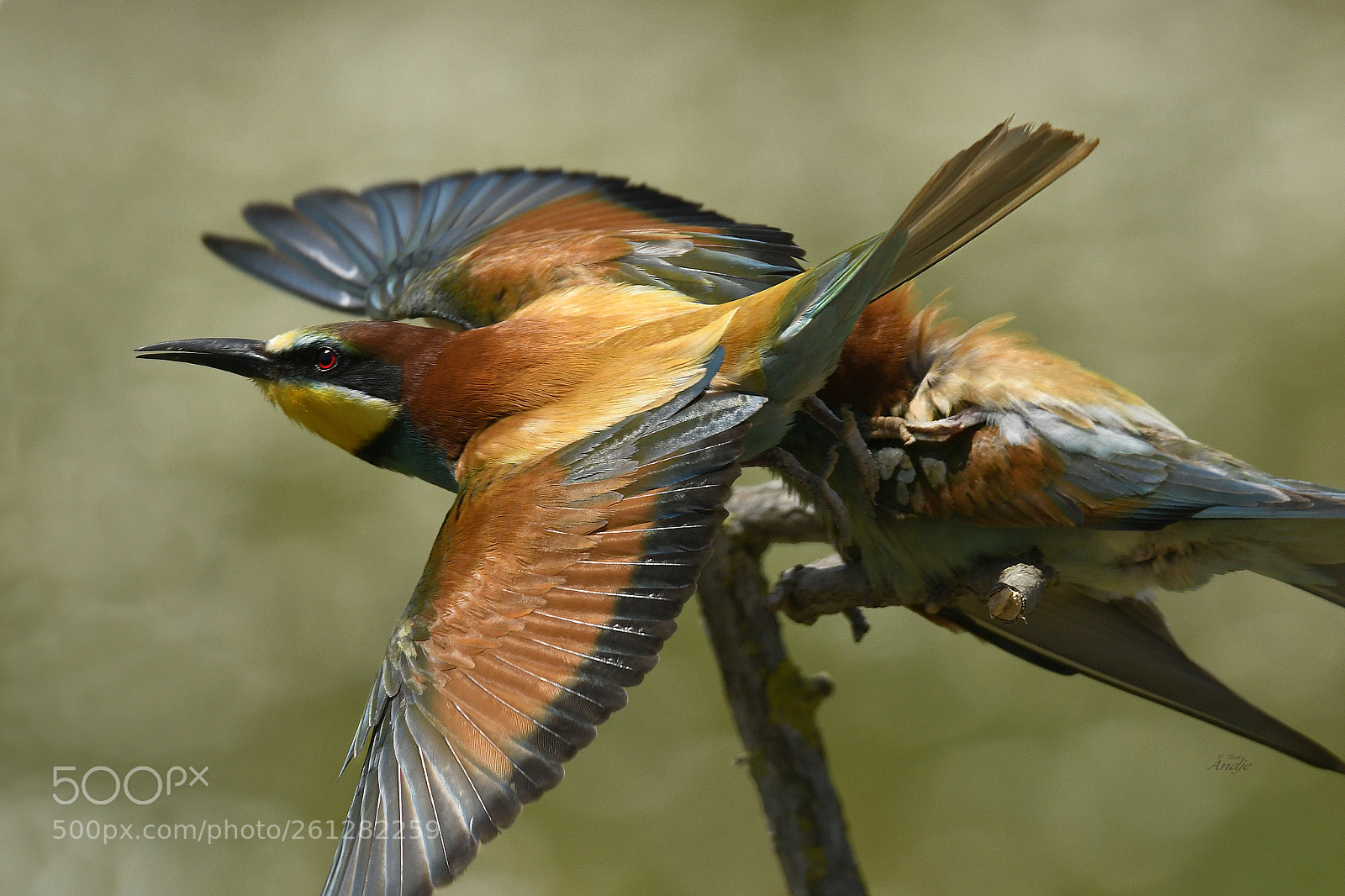 Nikon D500 sample photo. Cromie in volo photography